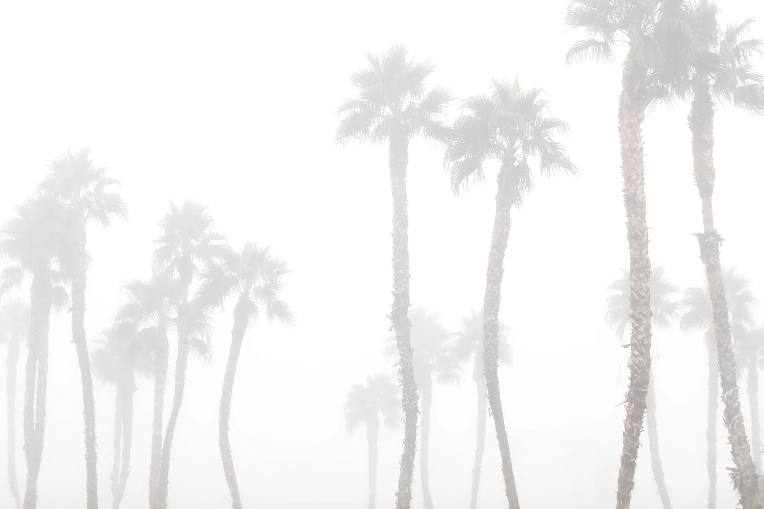 Palm Springs Fog_MG_7321.jpg