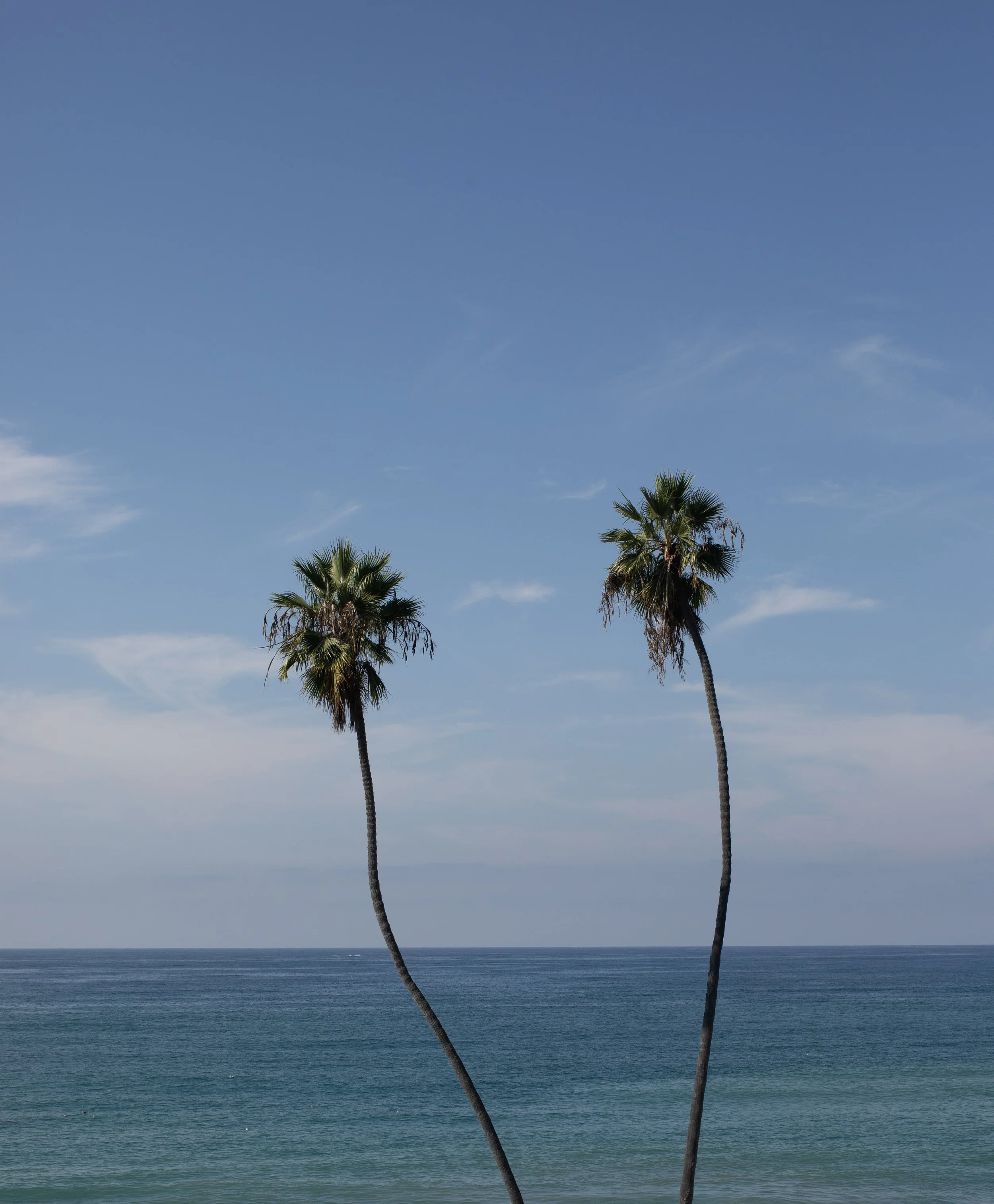 T Street Palms 2019.jpg