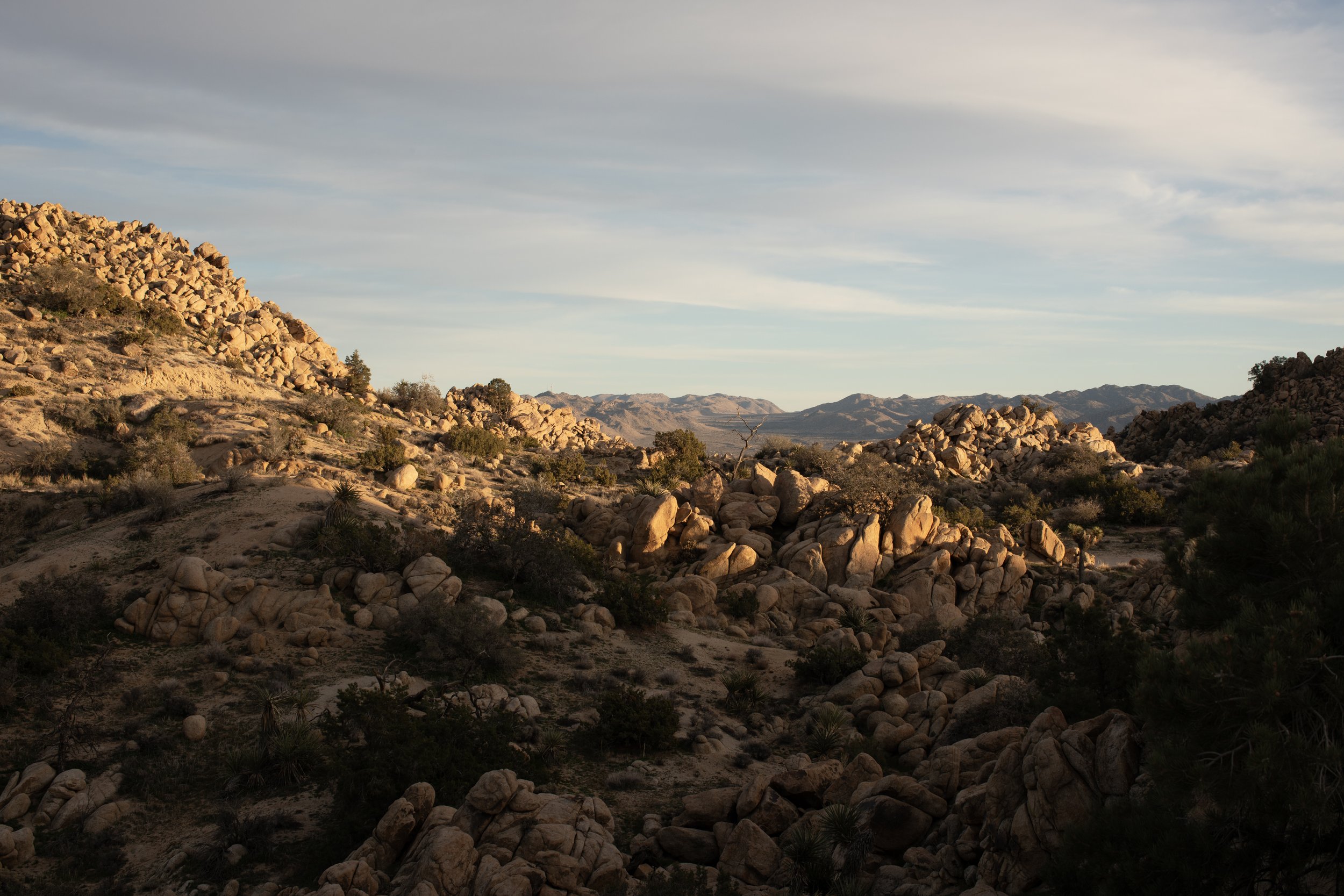 Joshua Tree_MG_8344.jpg