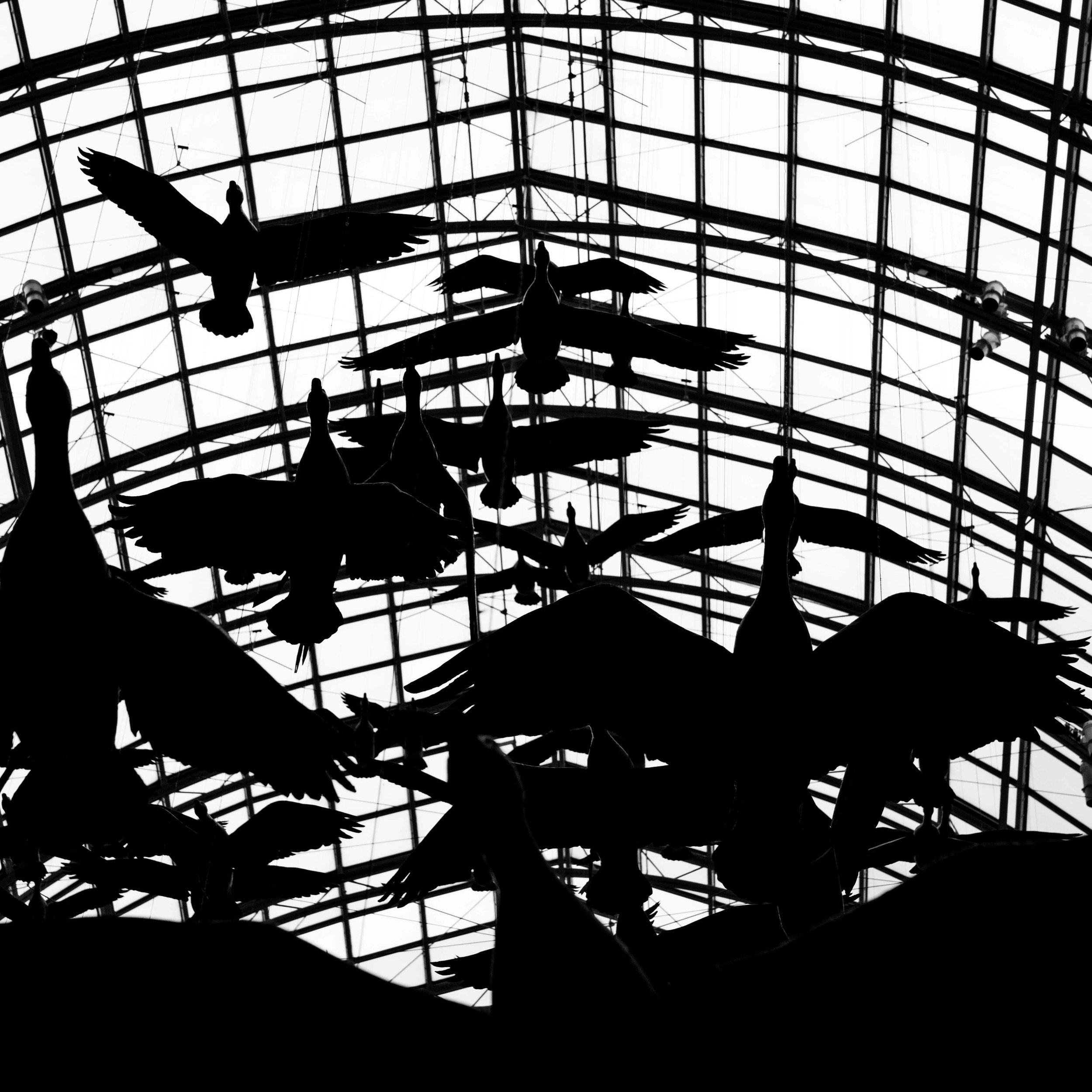 Birds flying in square(2) (1 of 1).jpg