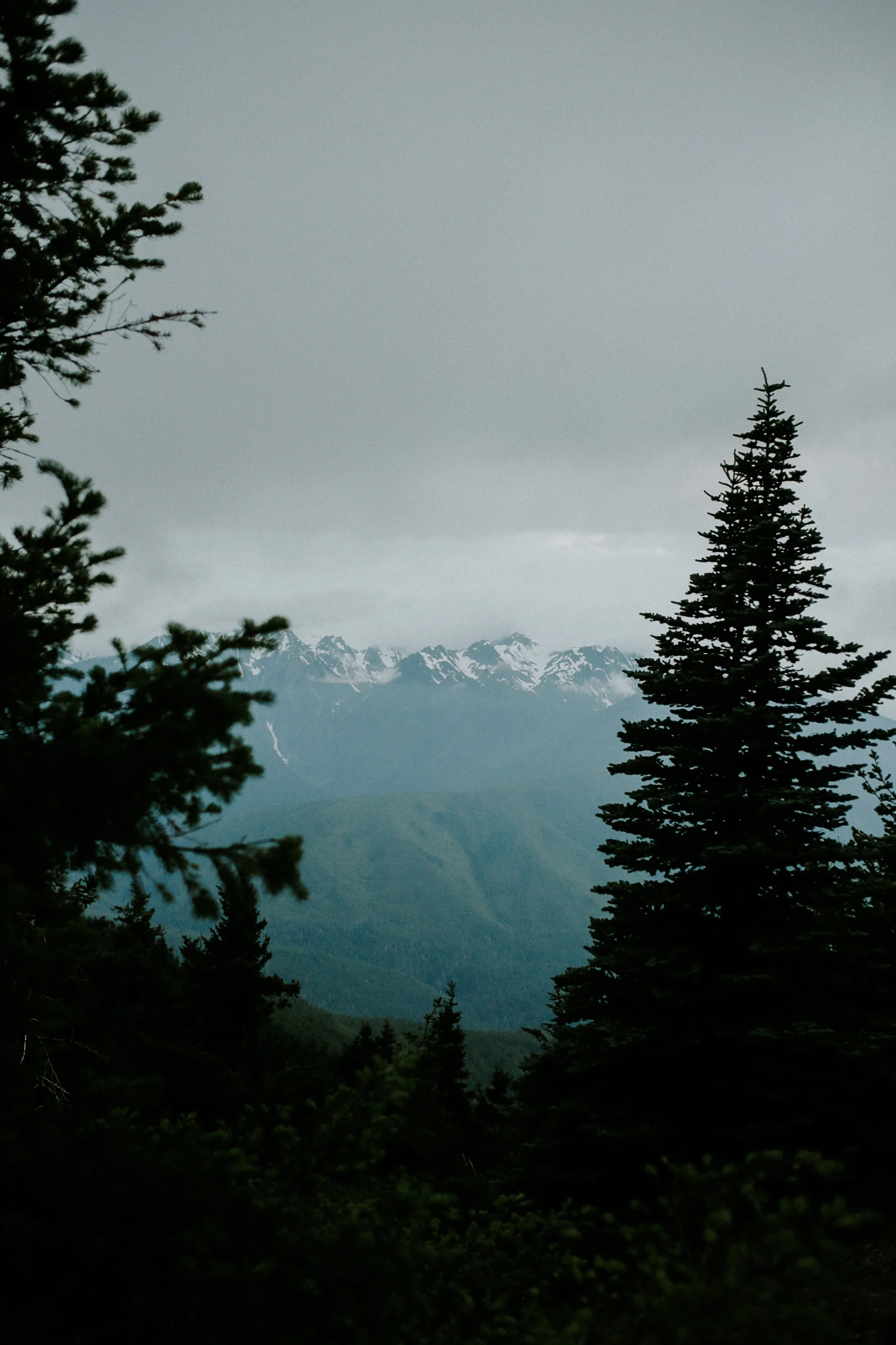 Hurrican ridge -155.jpg