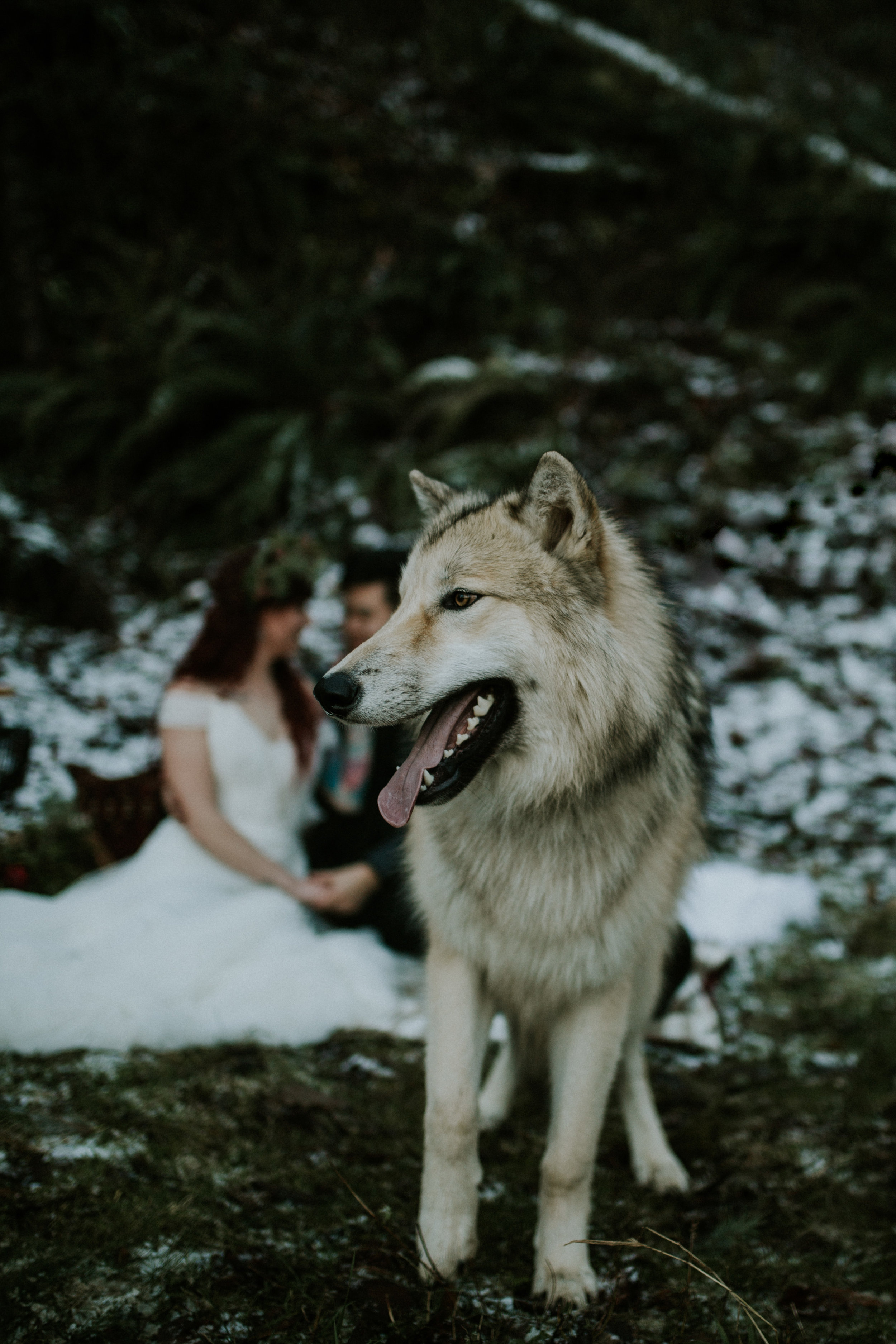Latourell falls elopement photography BreeAnna Lasher