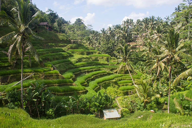 bali-best-rice-terraces-tegalalang.jpg