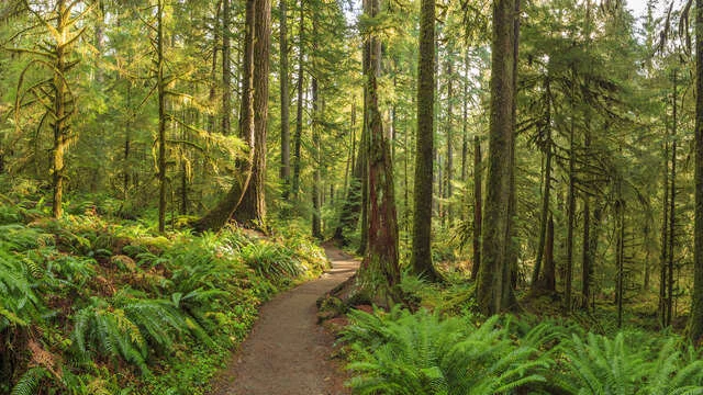 Hoh River trail in the Hoh Rainforest