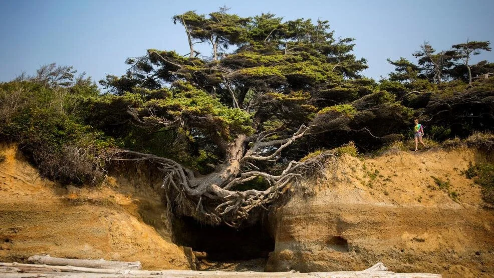 Kalaloch beach! the tree of life! super beautiful and close to kalaloch lodge which has good food! I’ve been here a lot but haven’t shot here so this is a google pic!