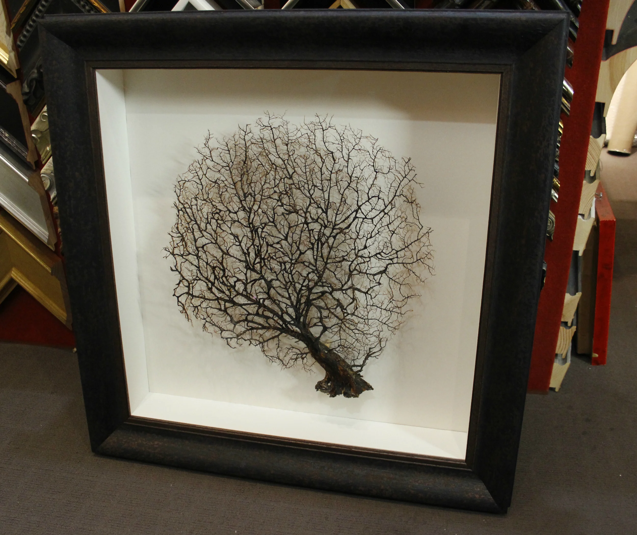 Custom framed coral fan.jpg