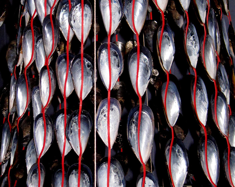 Mussel Shell Chandelier, 2016, (detail), Mussel shells, red stockings (photo: Mark Sherwood)*