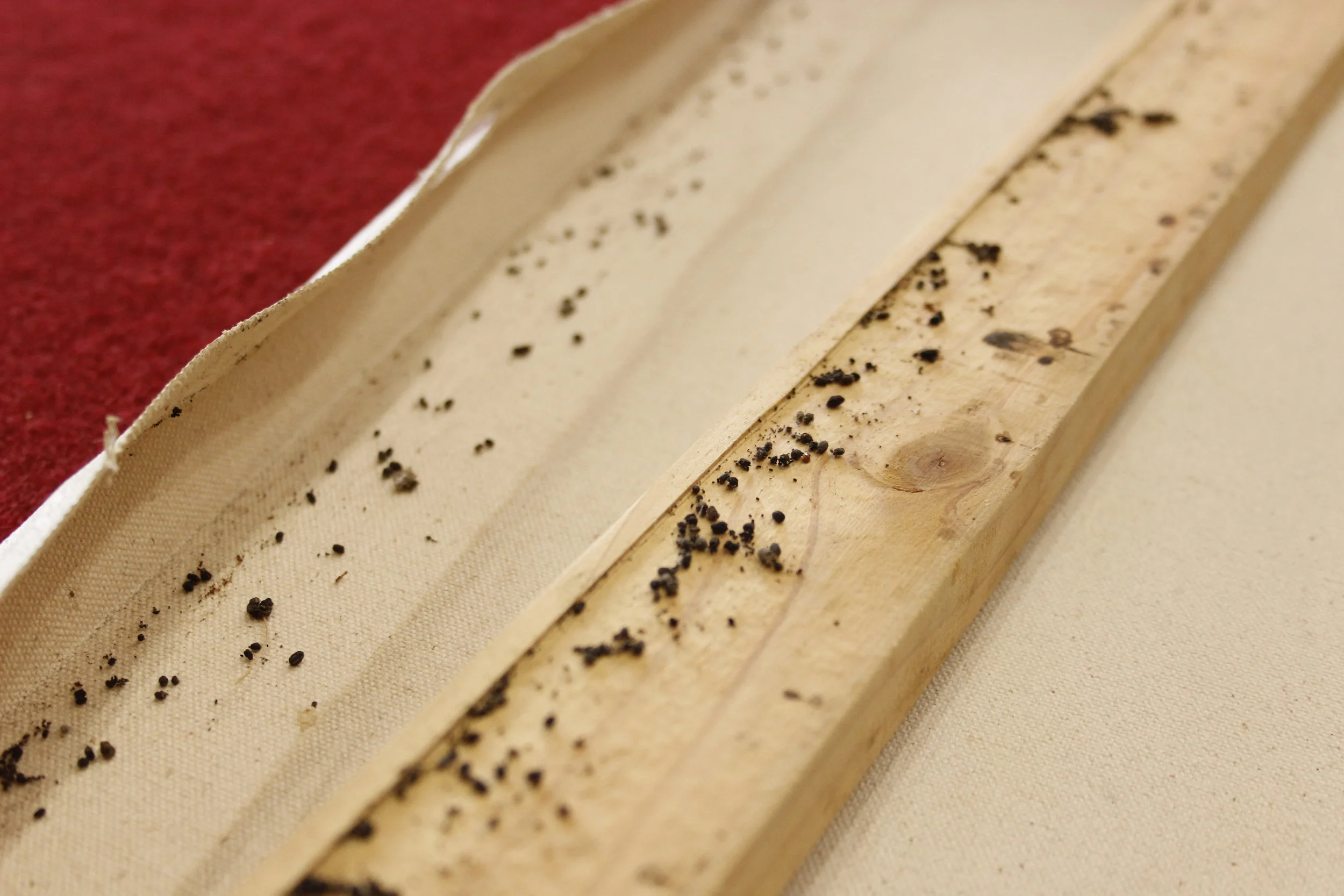 An example of cockroach excrement in the back recess of a stretched painting on canvas.&nbsp;