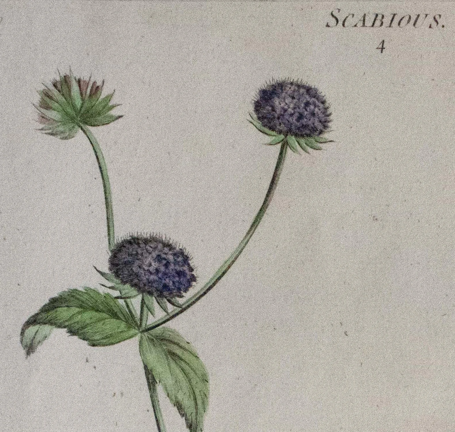 'Scabious 4: Forked Scabious' - Sir John Hill - AP00249 — Custom ...