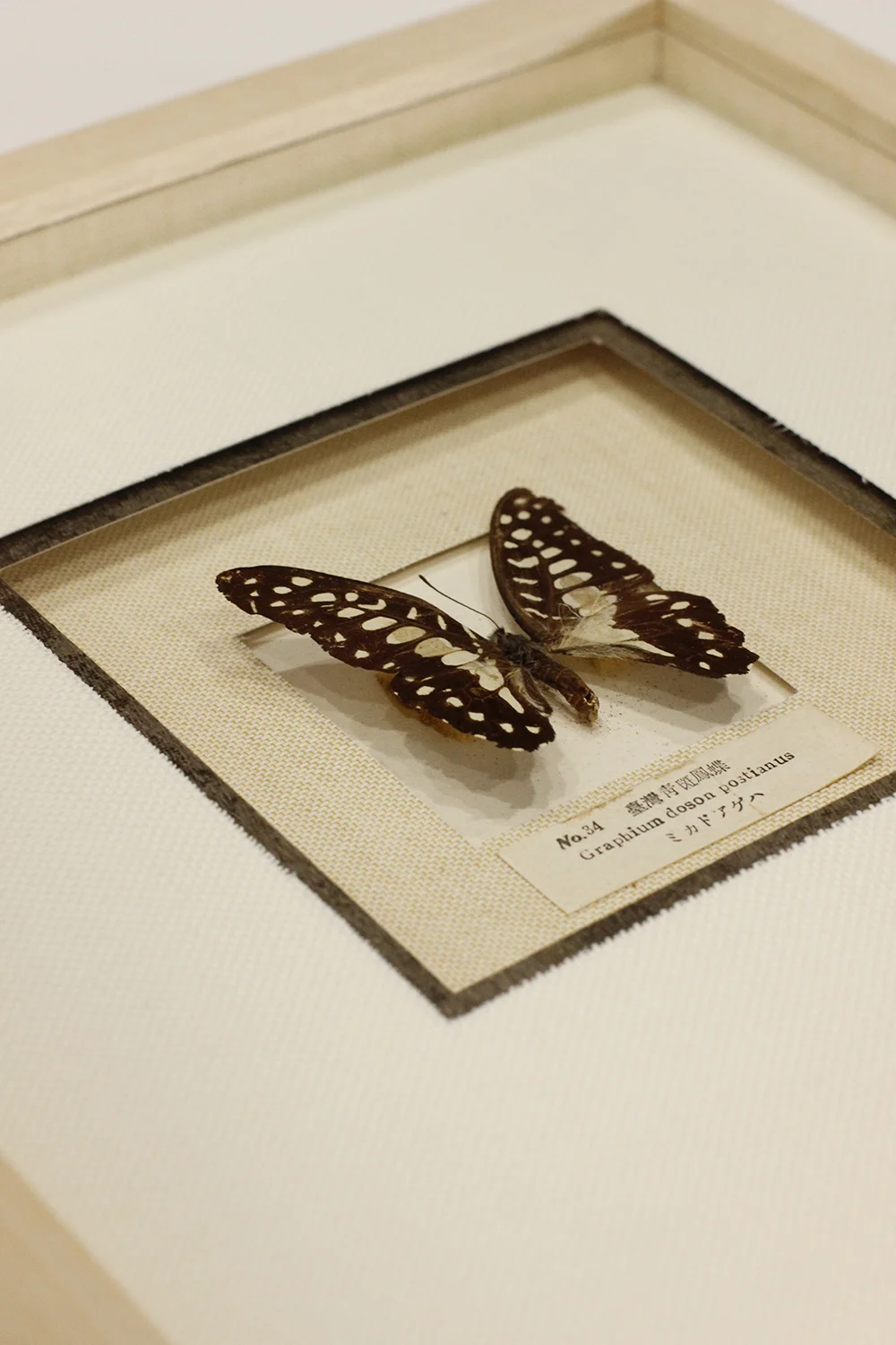 Vintage framed butterfly