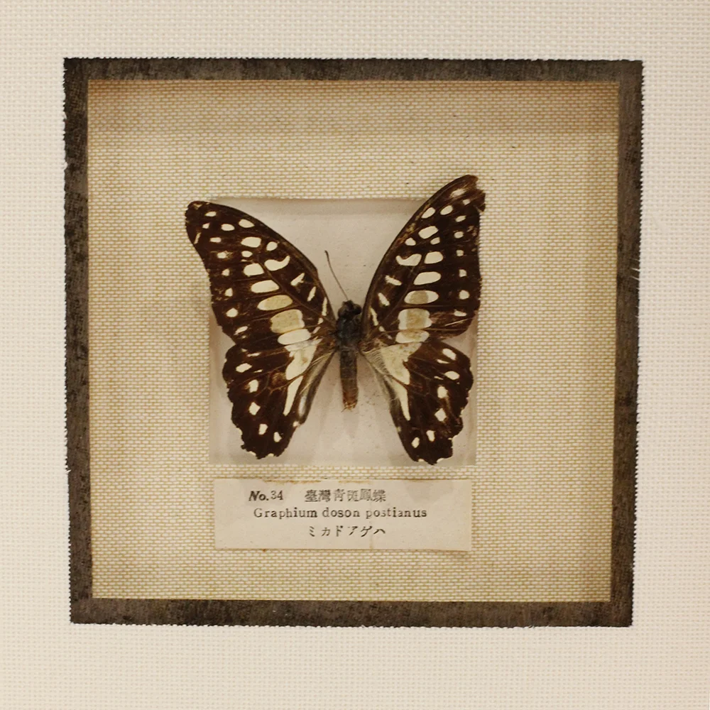 Butterfly for sale