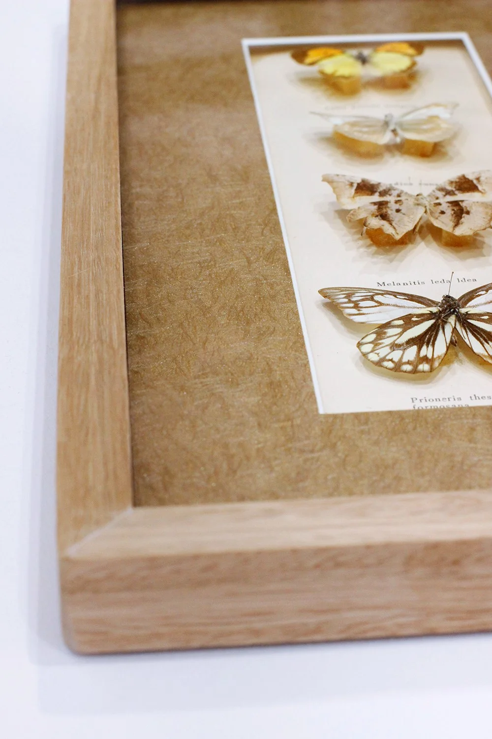 Framed Butterflies