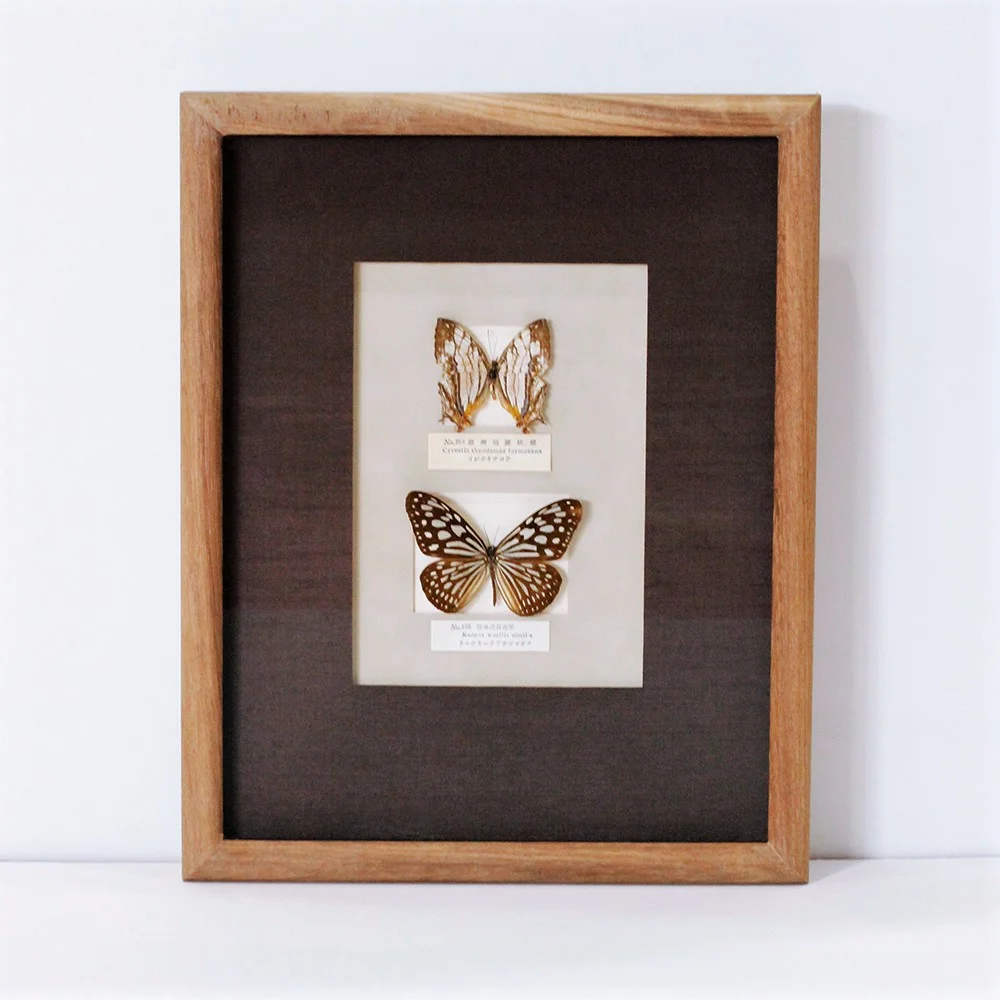 Butterflies framed