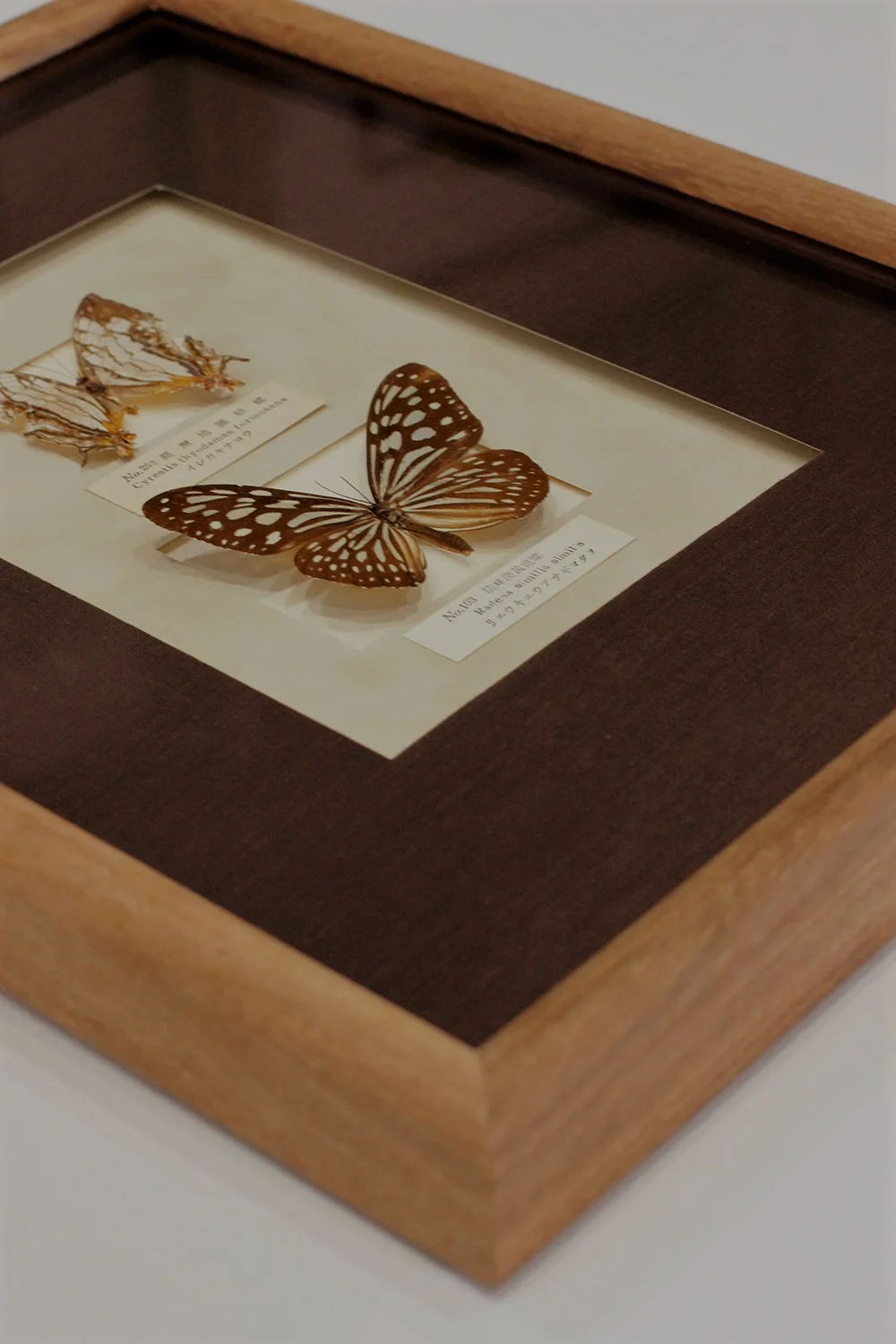 framed butterflies