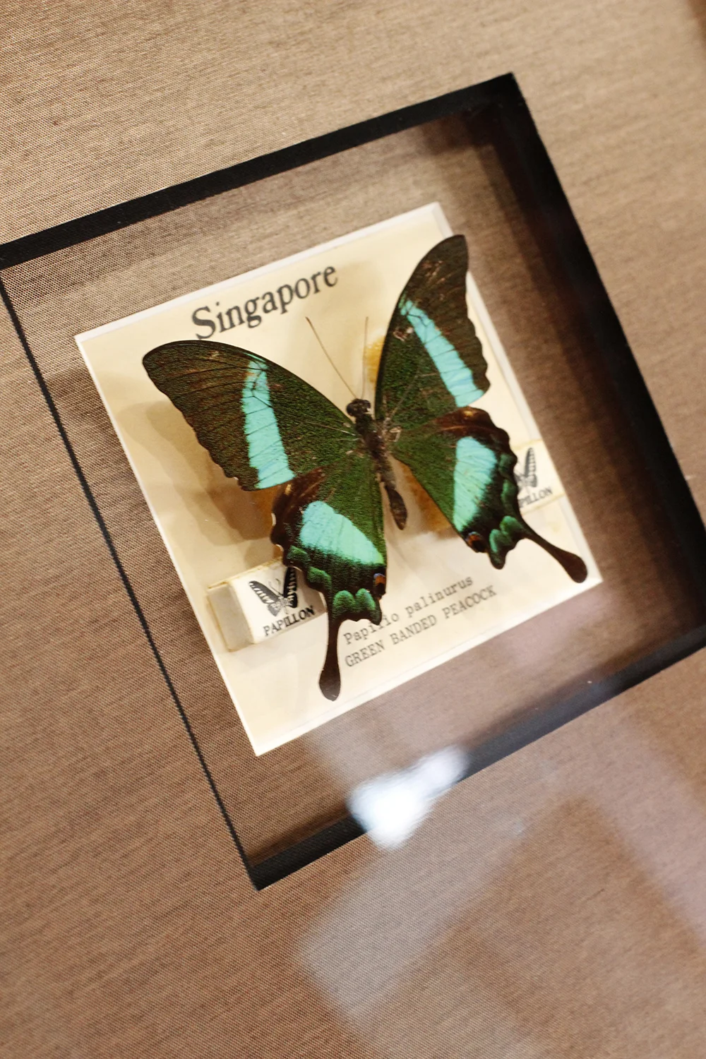 Real butterfly framed