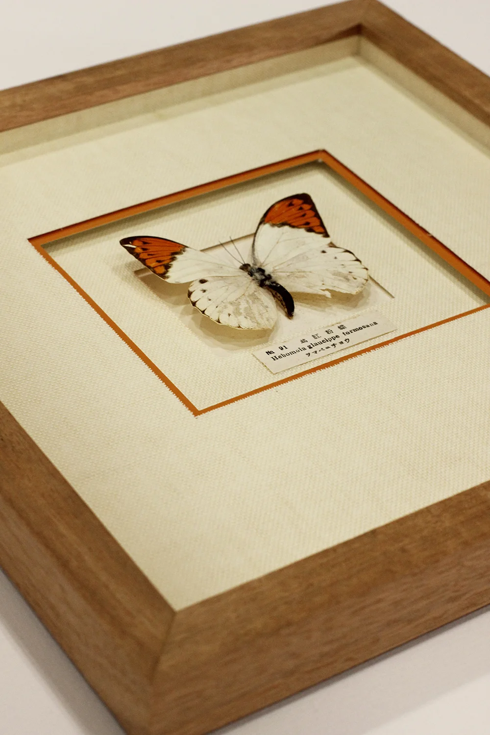 Framed Butterfly