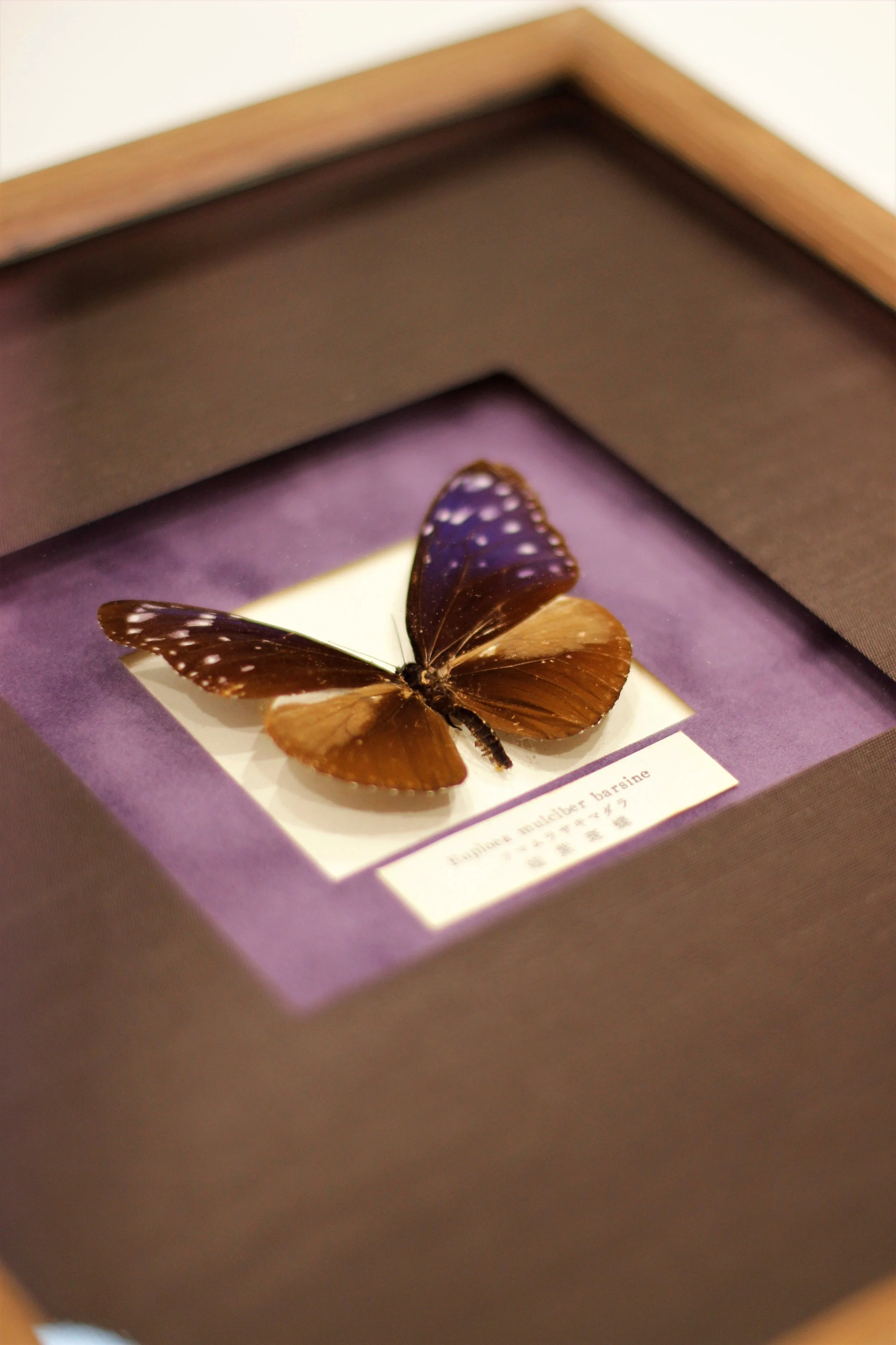 Framed Butterfly purple