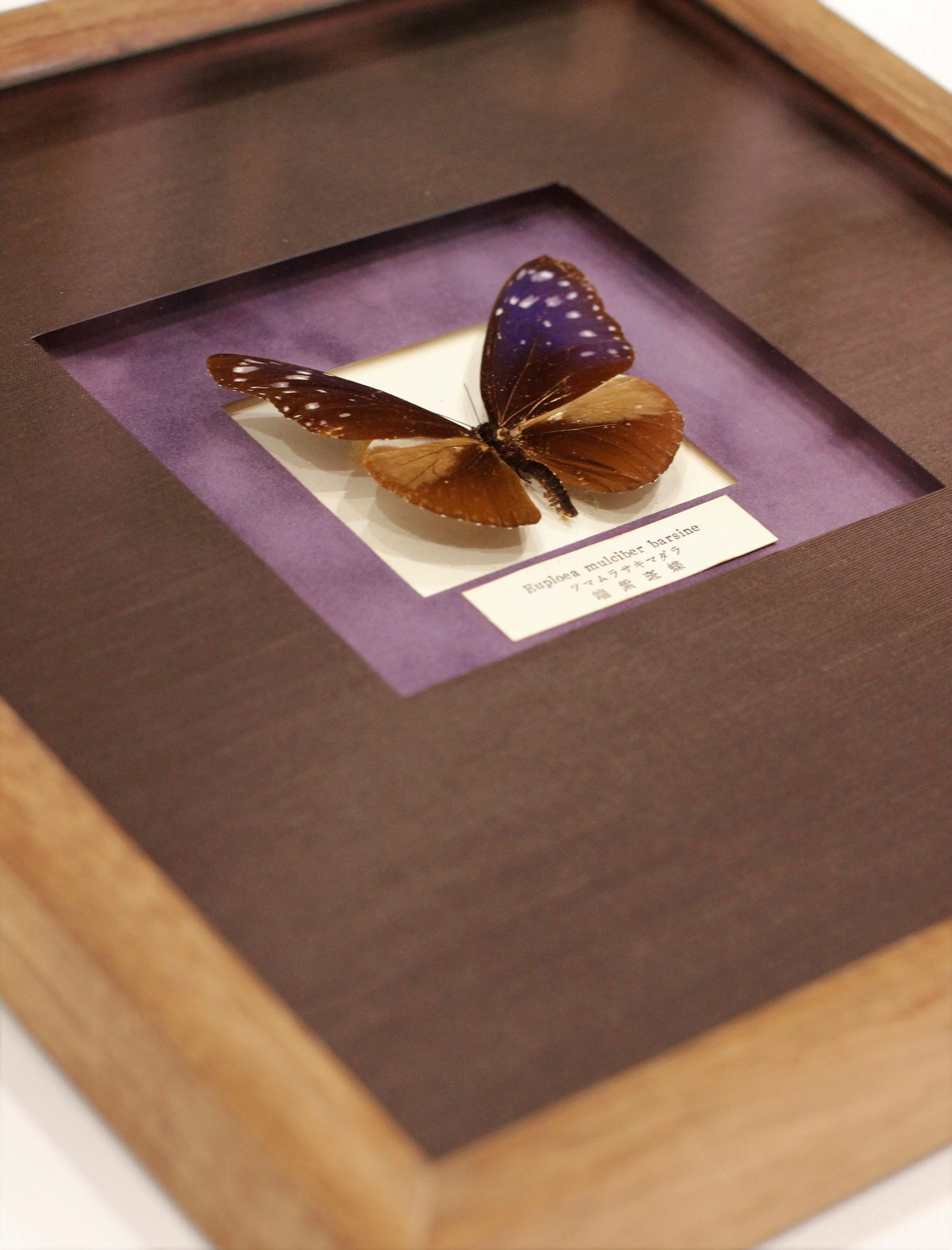 Framed Butterfly