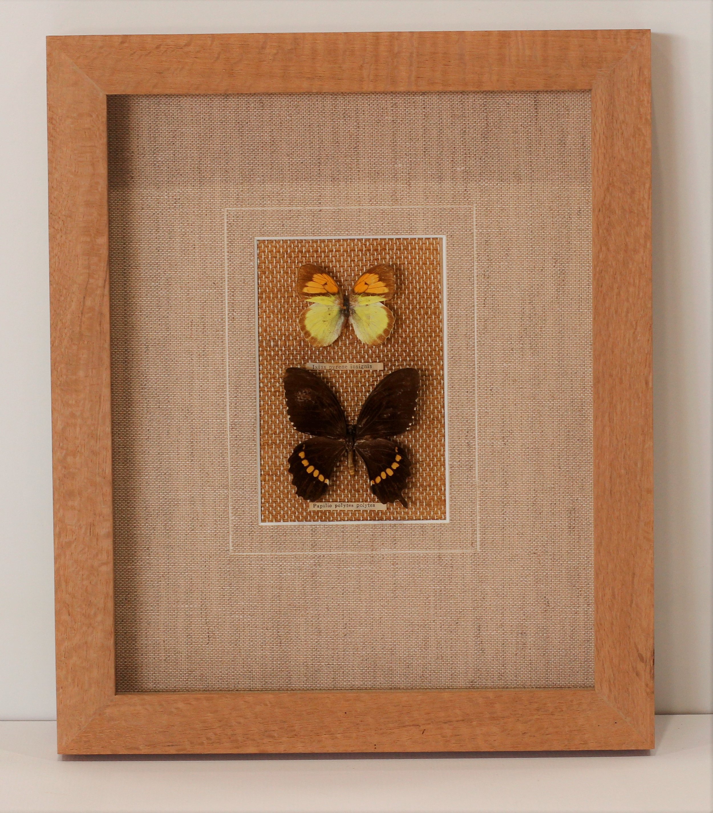 Two Vintage butterflies framed in Silky oak - AP00030