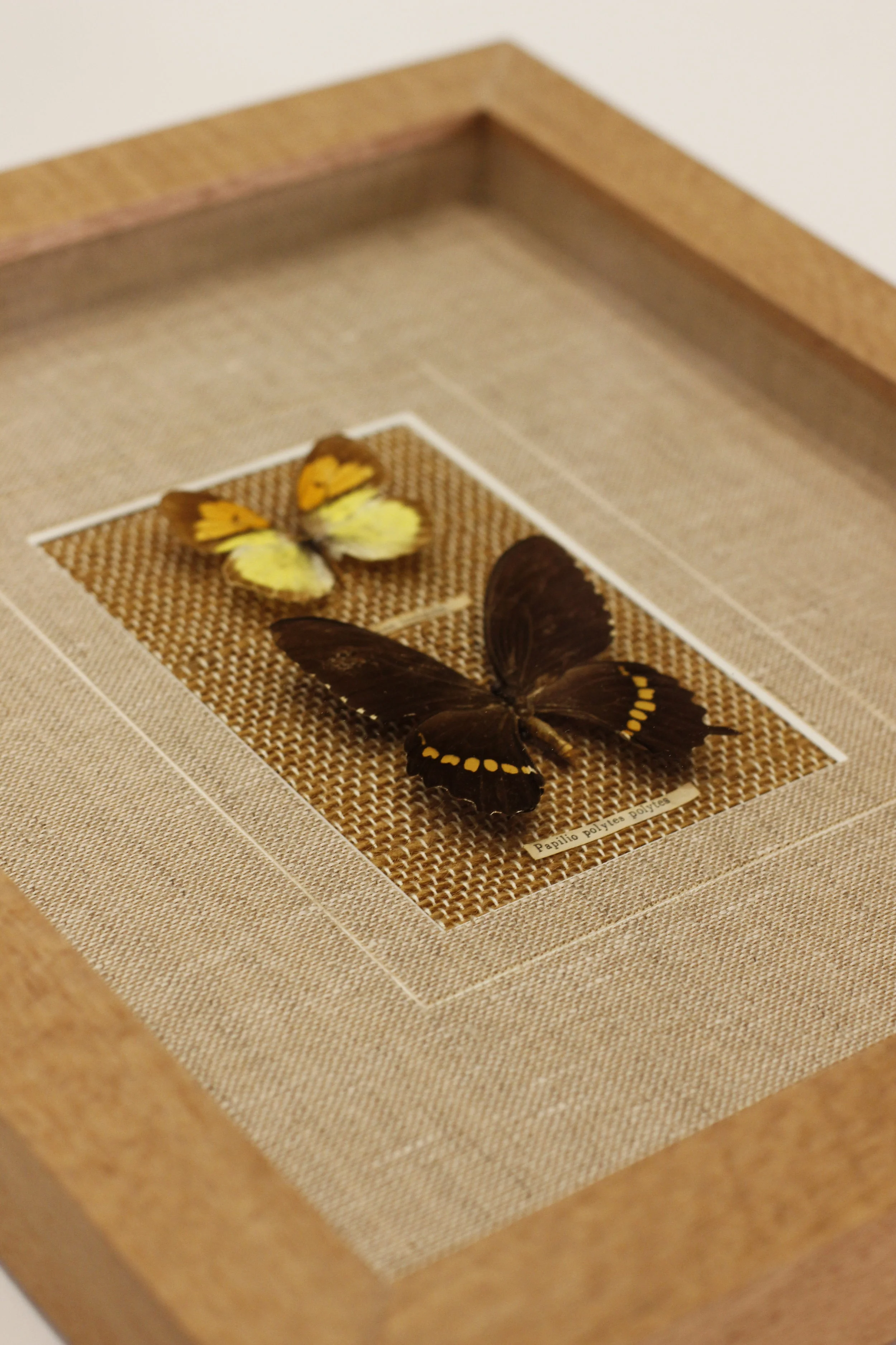 framed butterflies