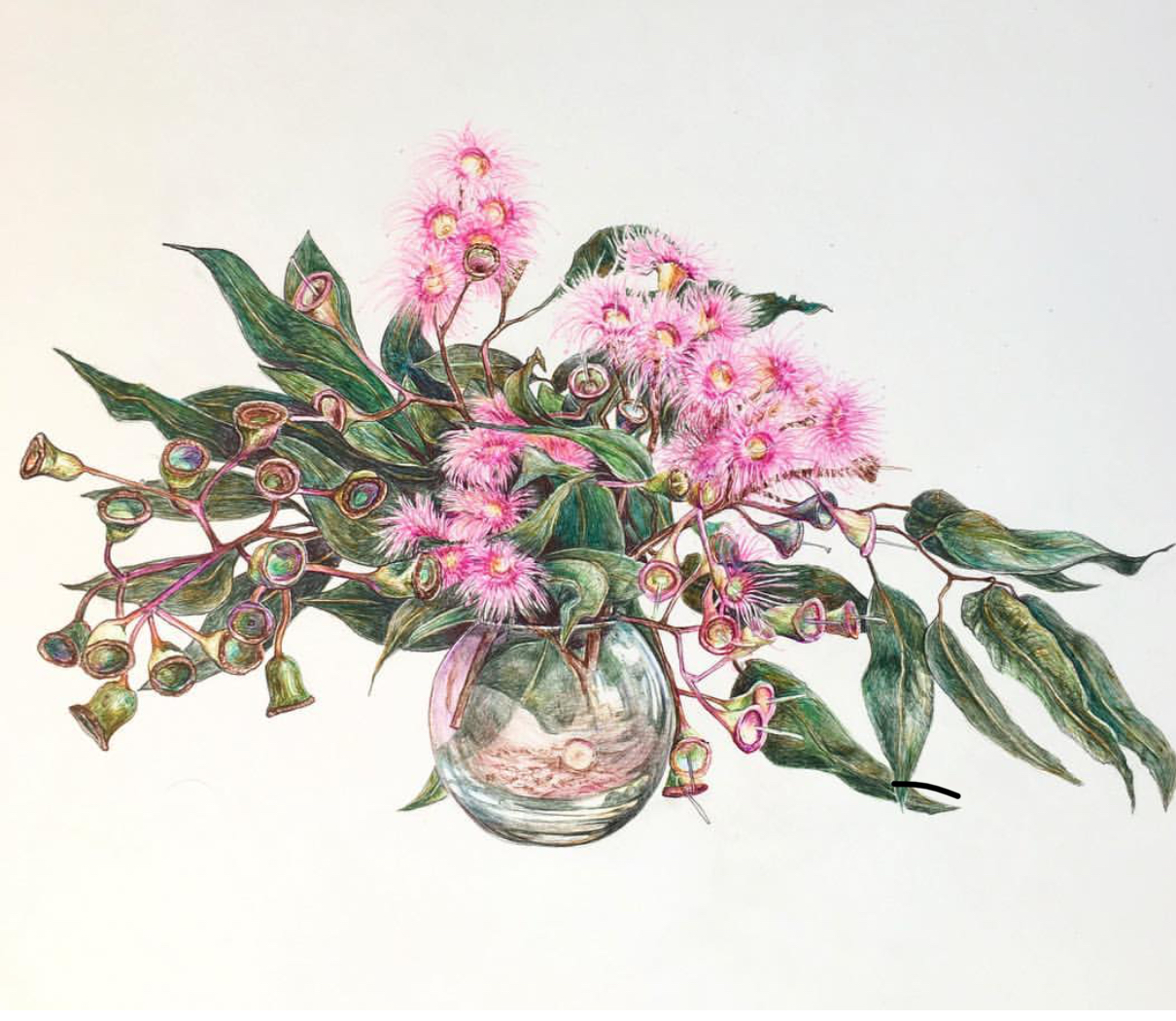 Eucalyptus Ficifolia