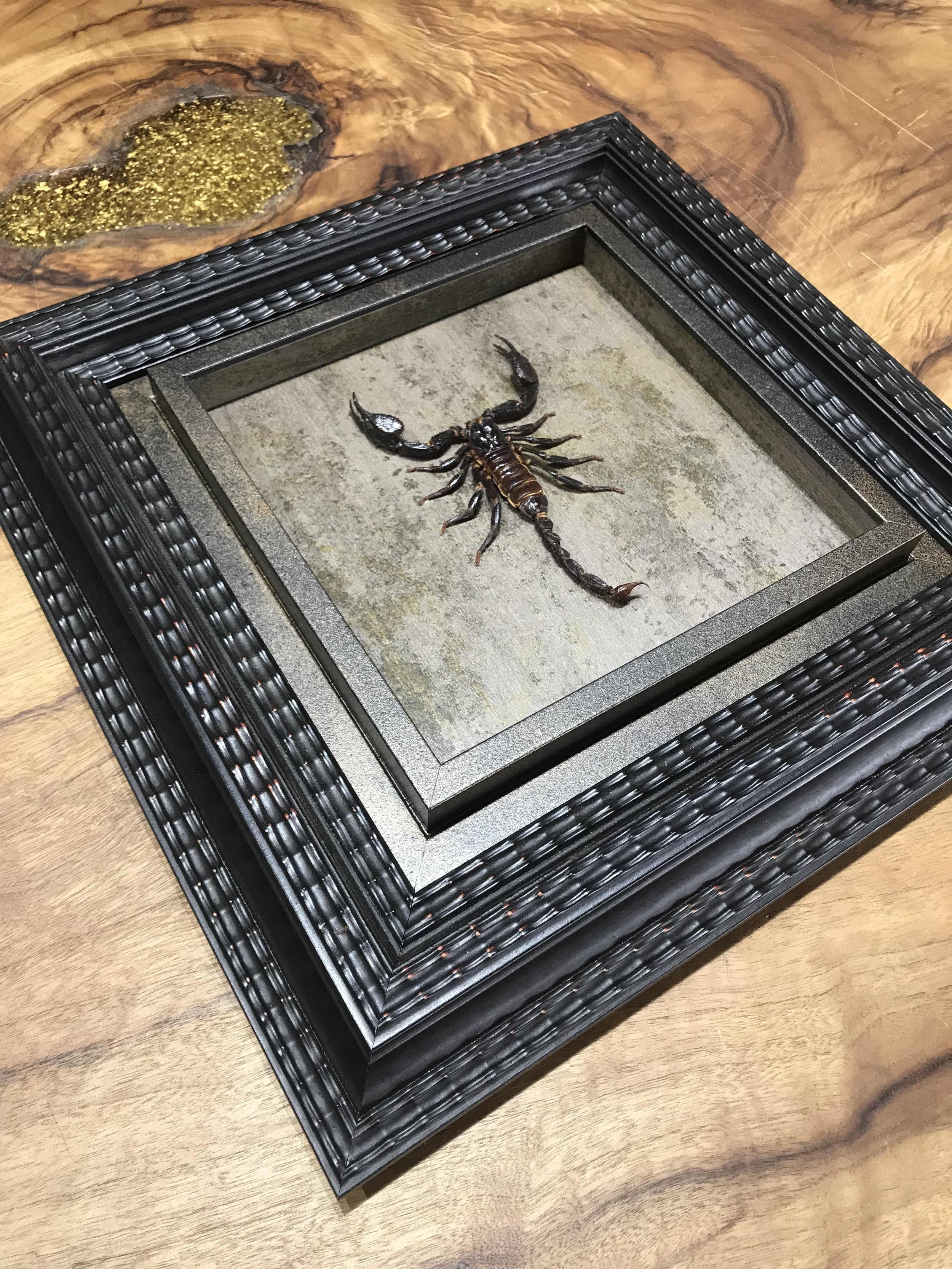 Framed Scorpian.JPG