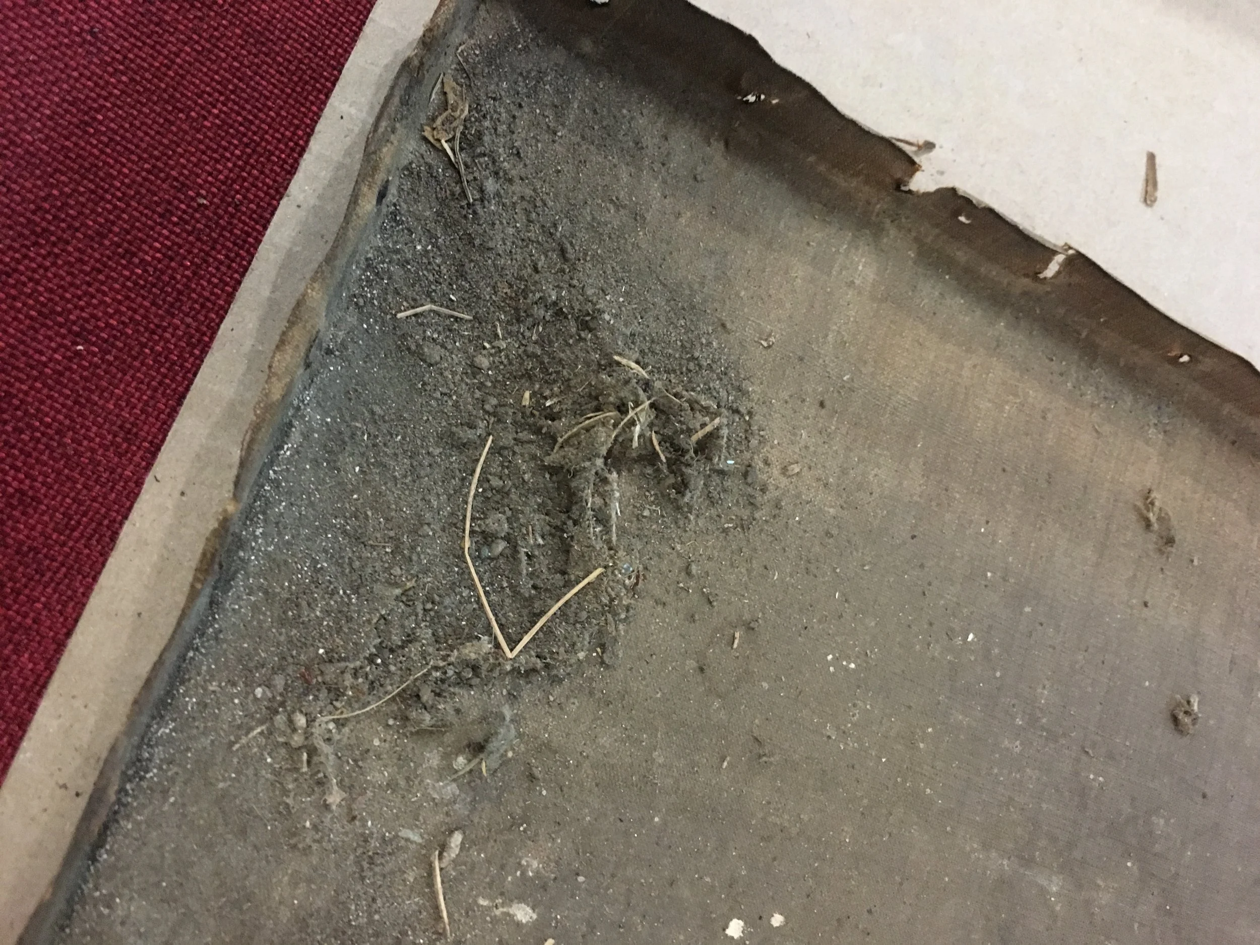 Dirt, dust and animal remains in the back of a canvas