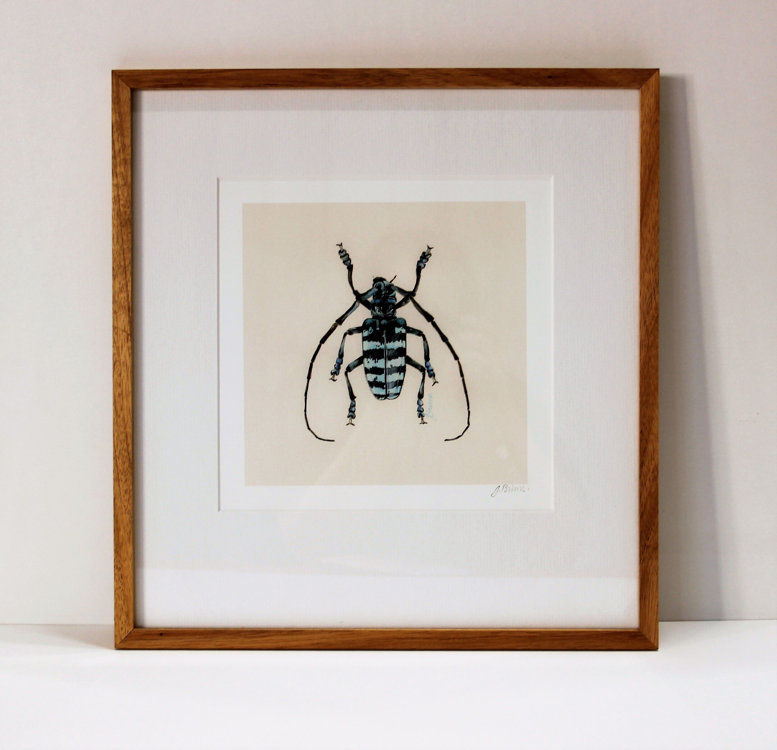 Julie Brims Print -'Beetle (blue)' - in Black Wattle Frame AP00061