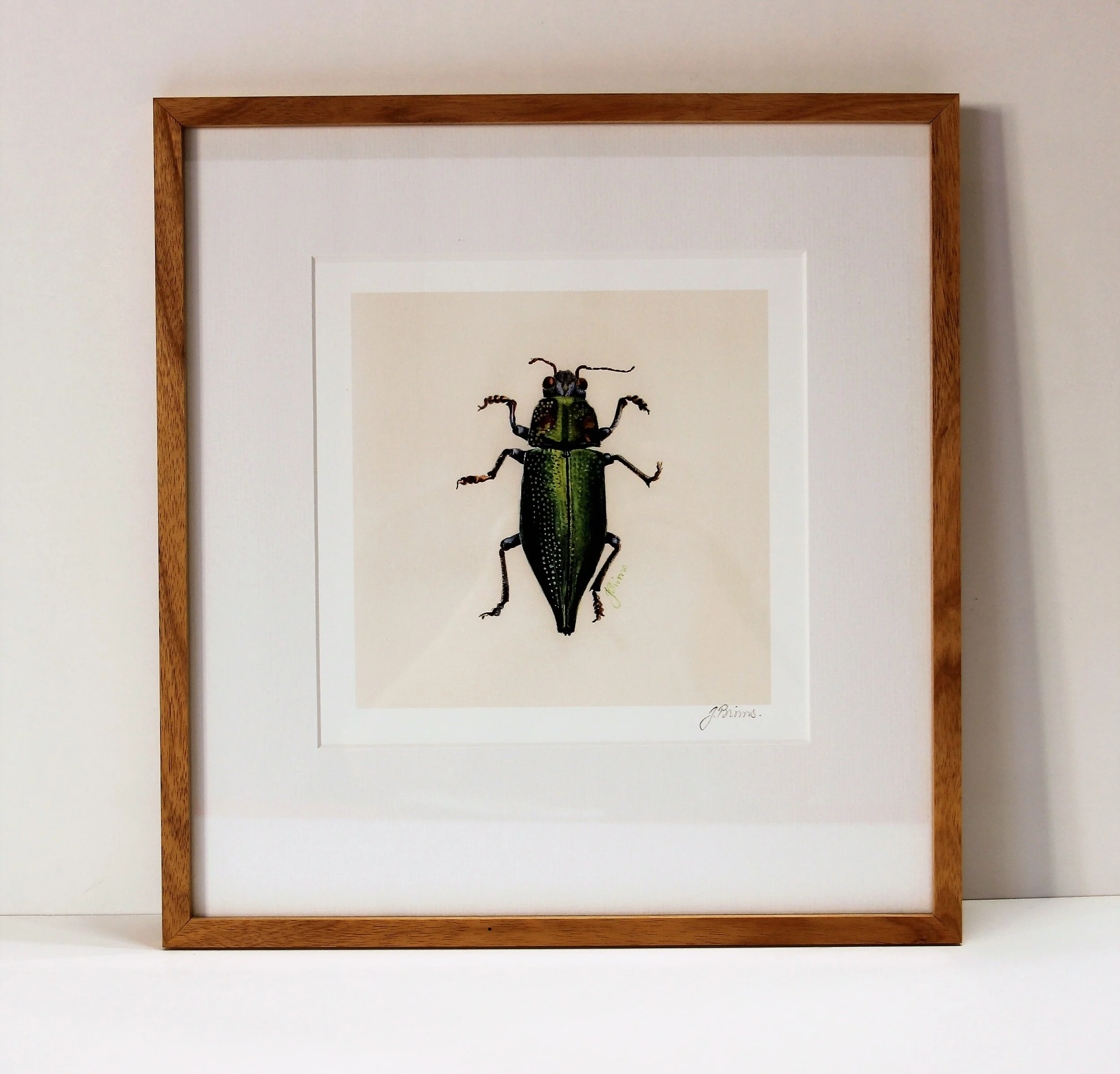 Julie Brims Print -'Beetle (green)' - in Black Wattle Frame AP00062