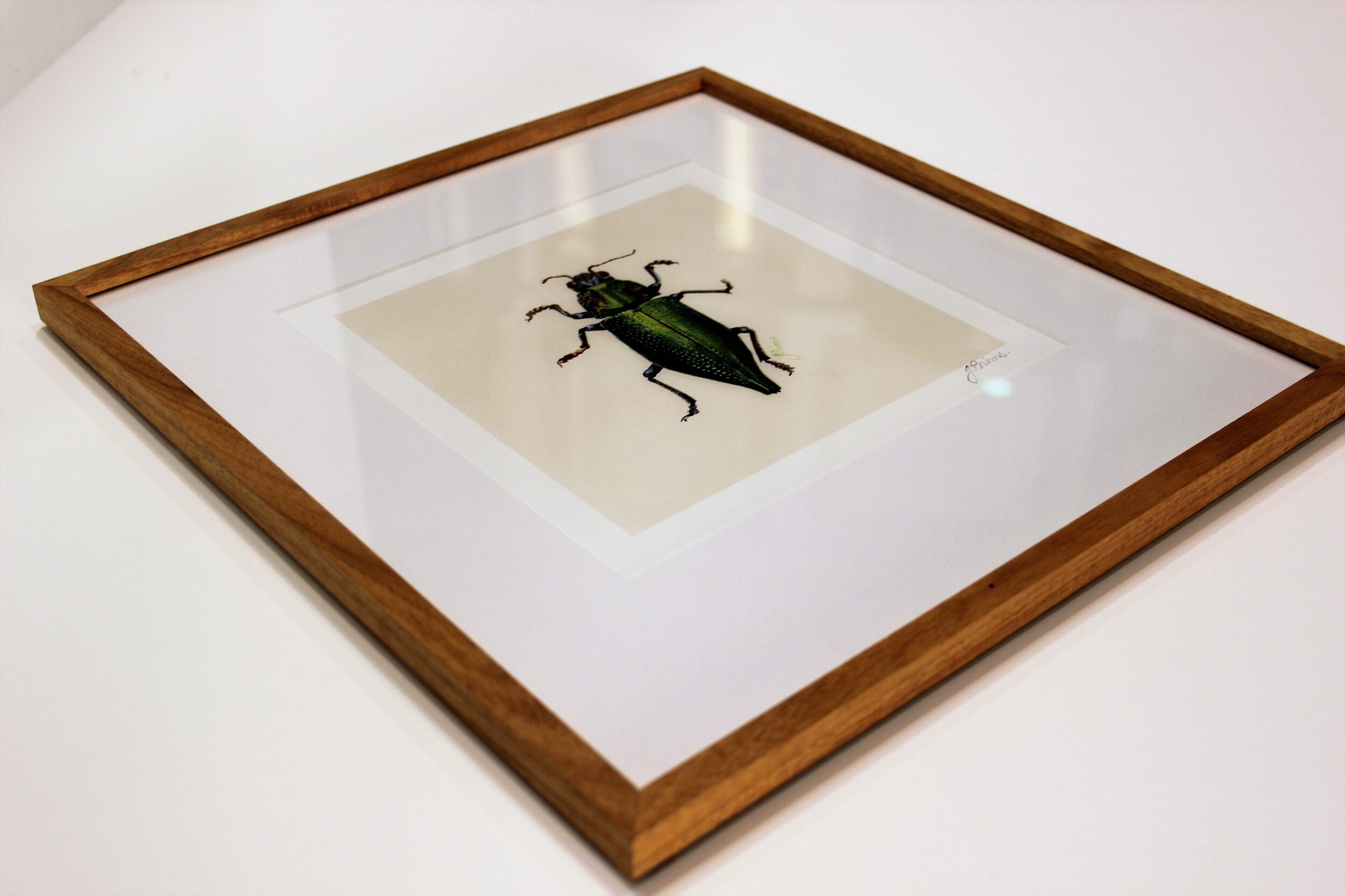 Julie Brims Print -'Beetle (green)' - in Black Wattle Frame - AP00063 ...