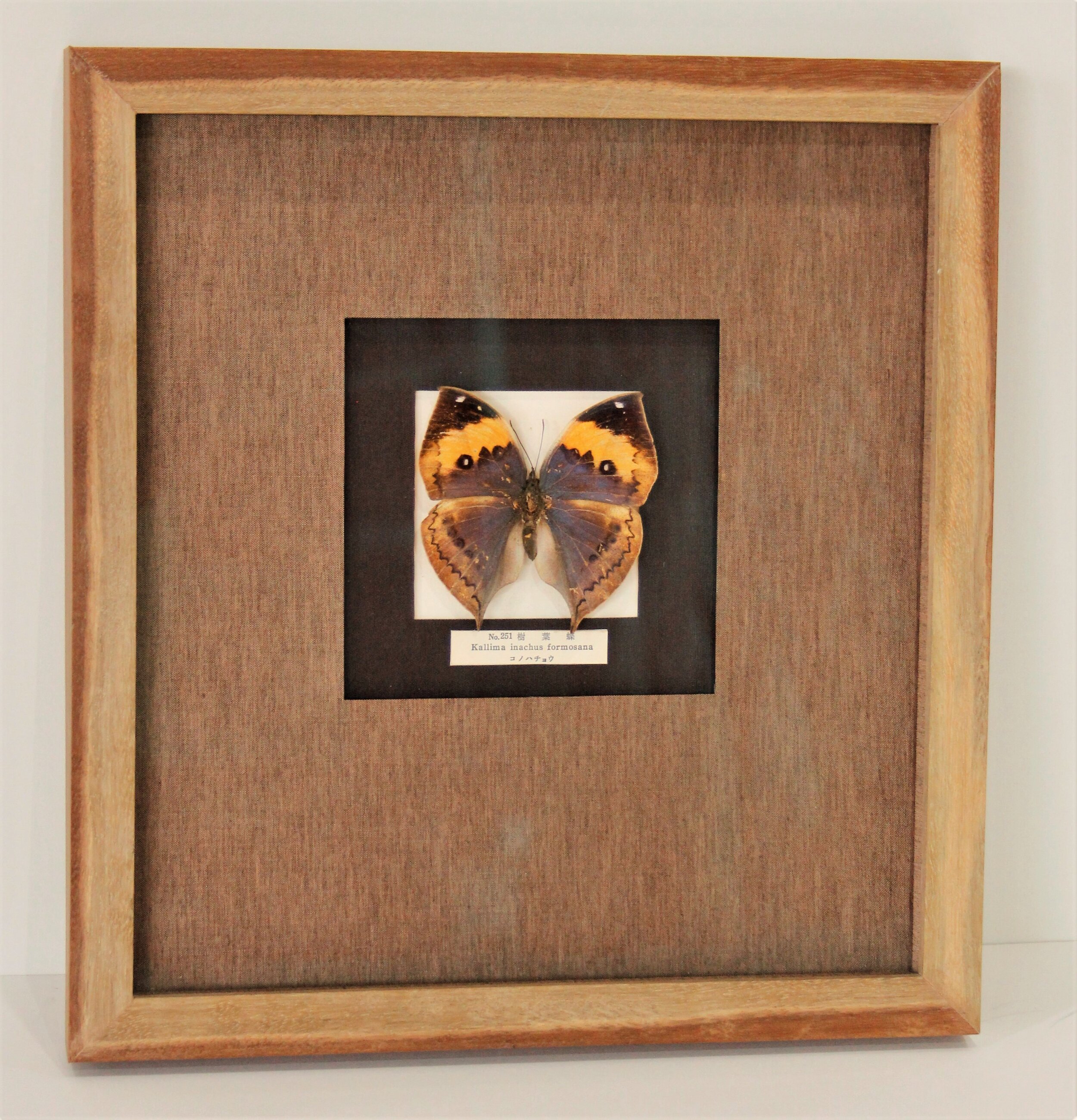 Butterfly - Kallima Inachus Formosana- AP00179