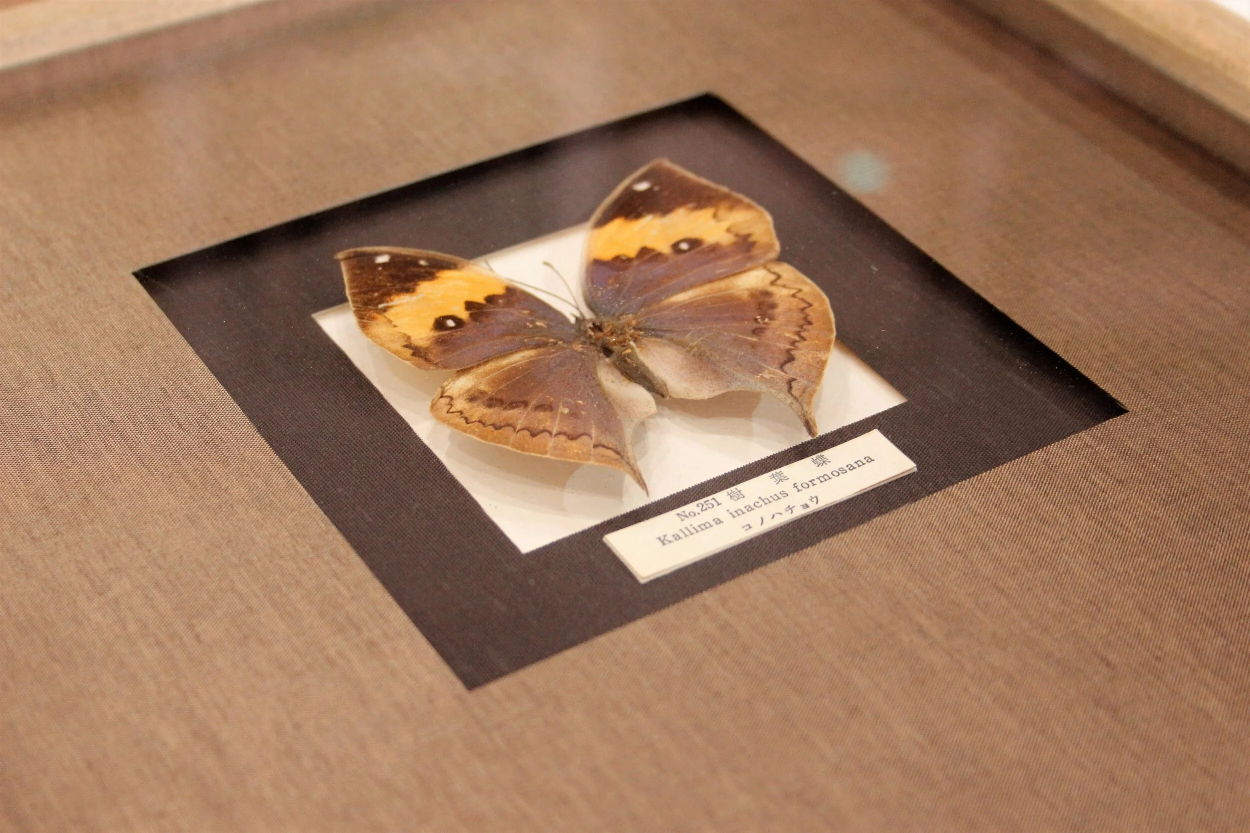 Butterfly - Kallima Inachus Formosana spotted gum frame