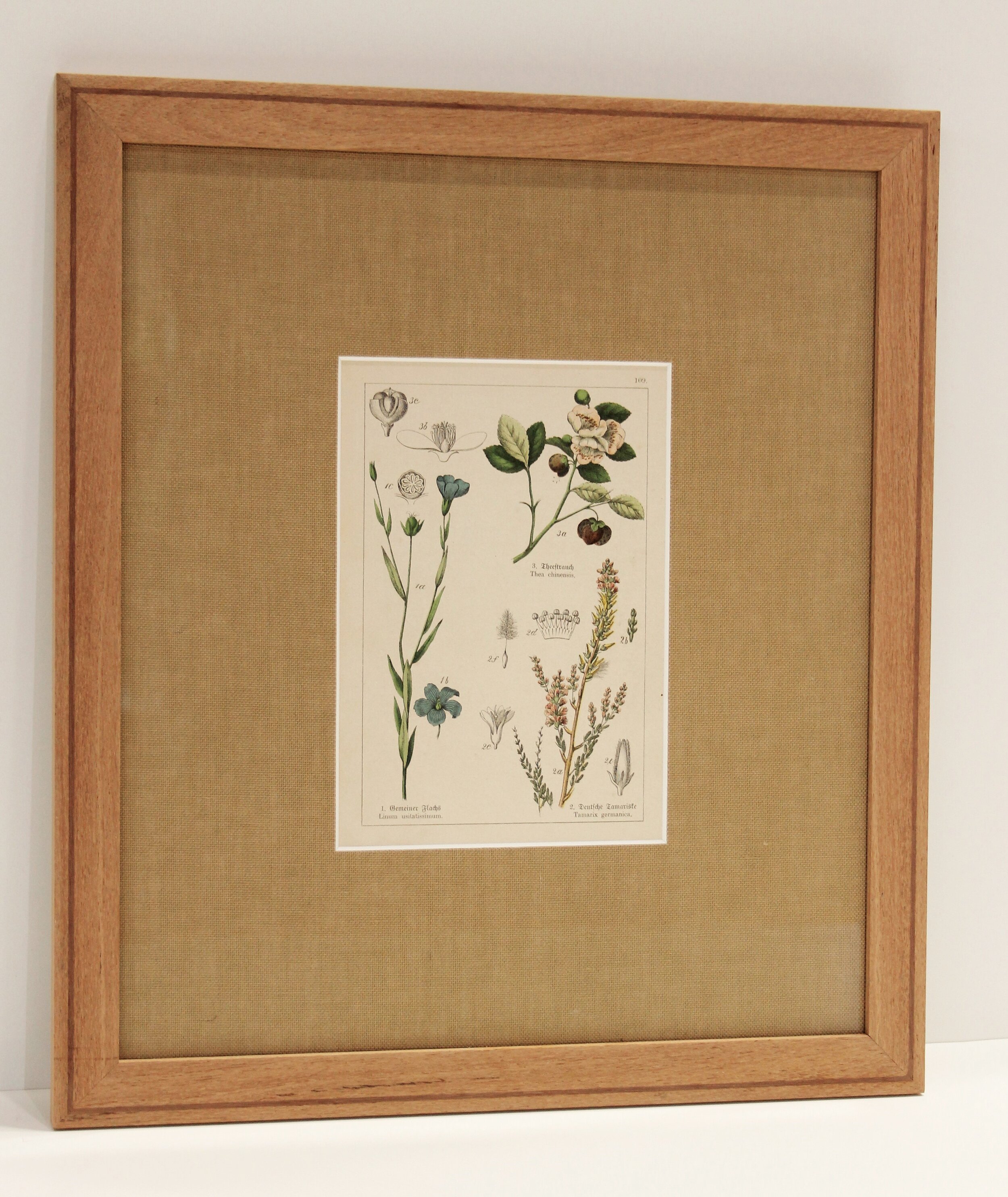 Antique Botanical print - Silky Oak frame - AP00202