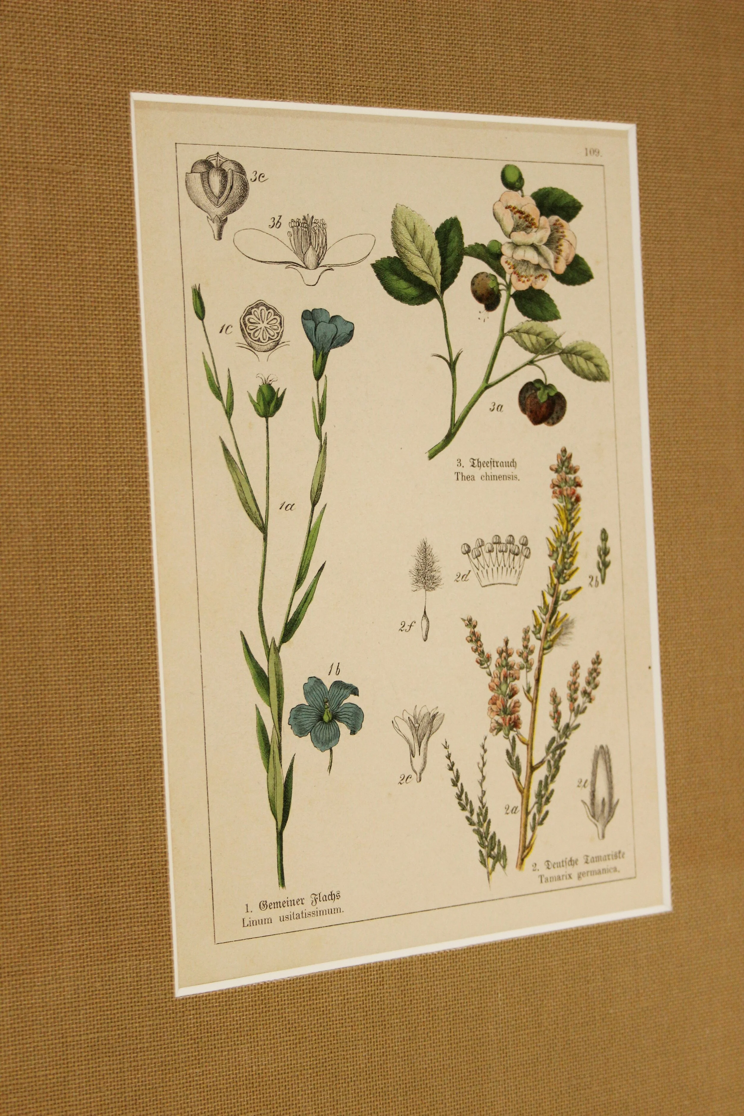 Antique Botanical print - Silky Oak frame