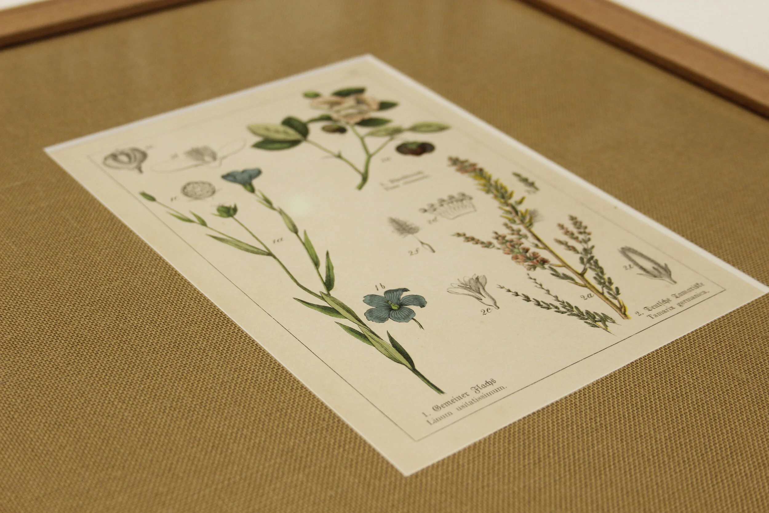 Antique Botanical print - Silky Oak frame