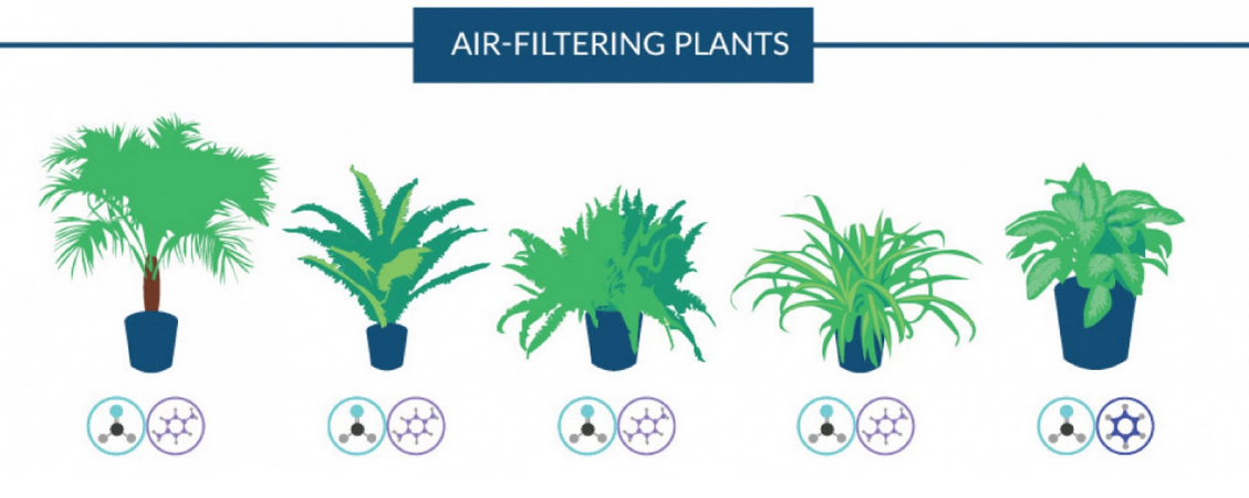 Clean Air in Your Home or Office..... From Plants!!