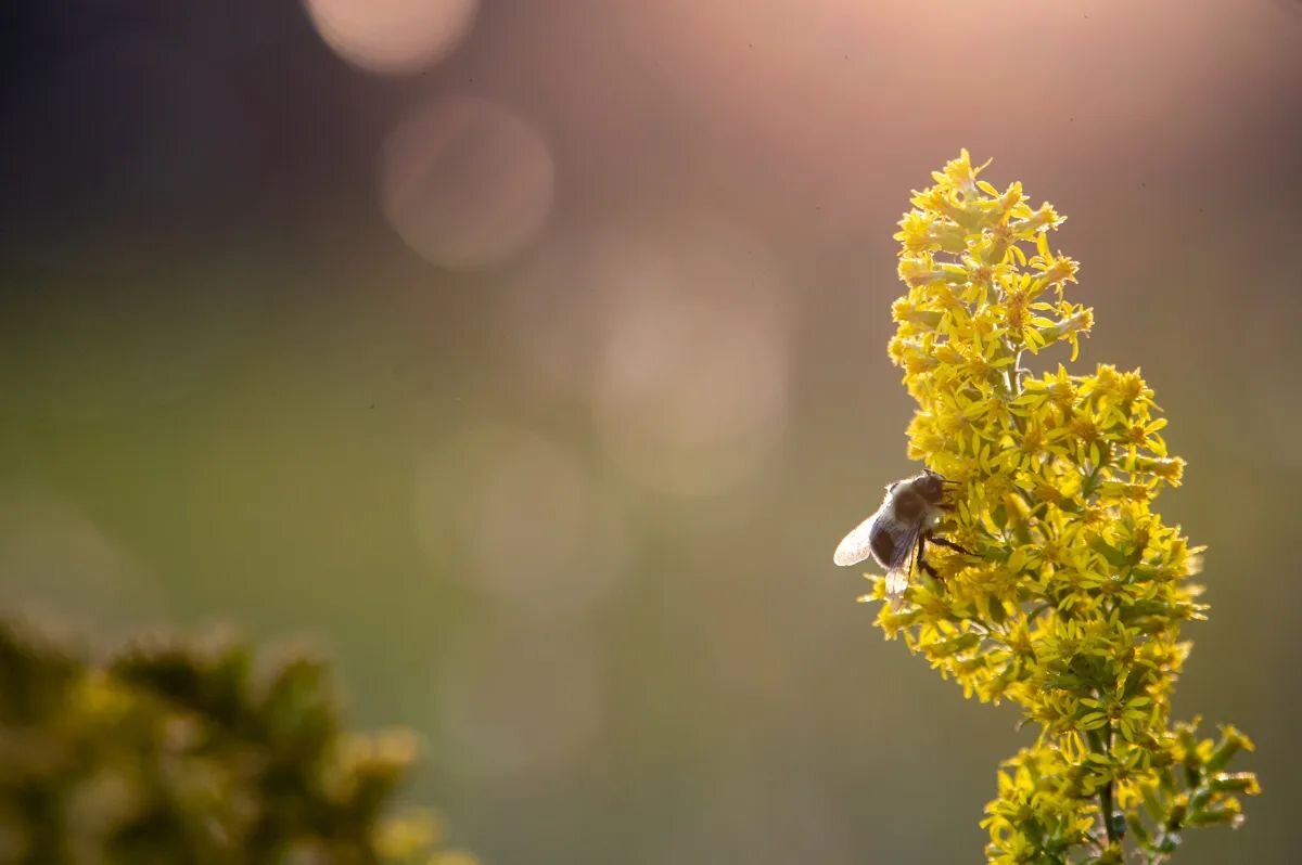 Spent some time in the Smokey Mountains National Park last year and caught some great golden hour light while the bees were working overtime.

#smokeymountains #smokeymountainsnationalpark #bees #beesofinstagram #nikon #nature #naturephotography