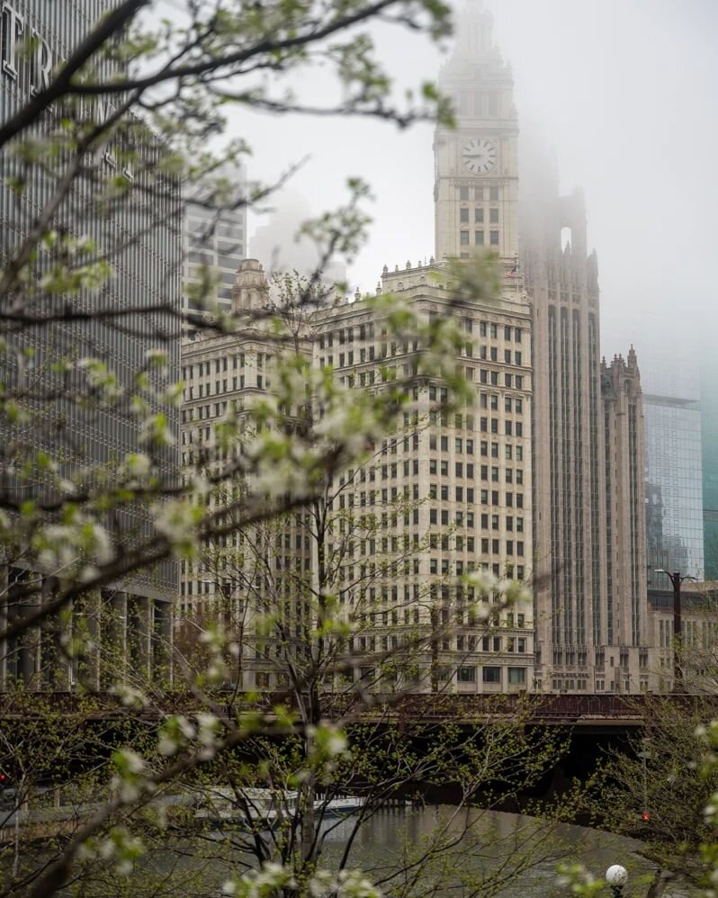 Chicago Blooms, Spring '21 

#Chicago #ChiTown #StreetPhotograpy #TravelPhotography #Spring