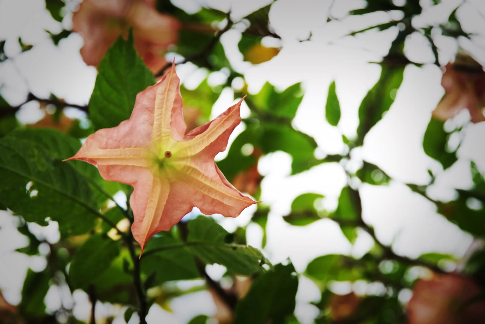 Enlight48.jpg