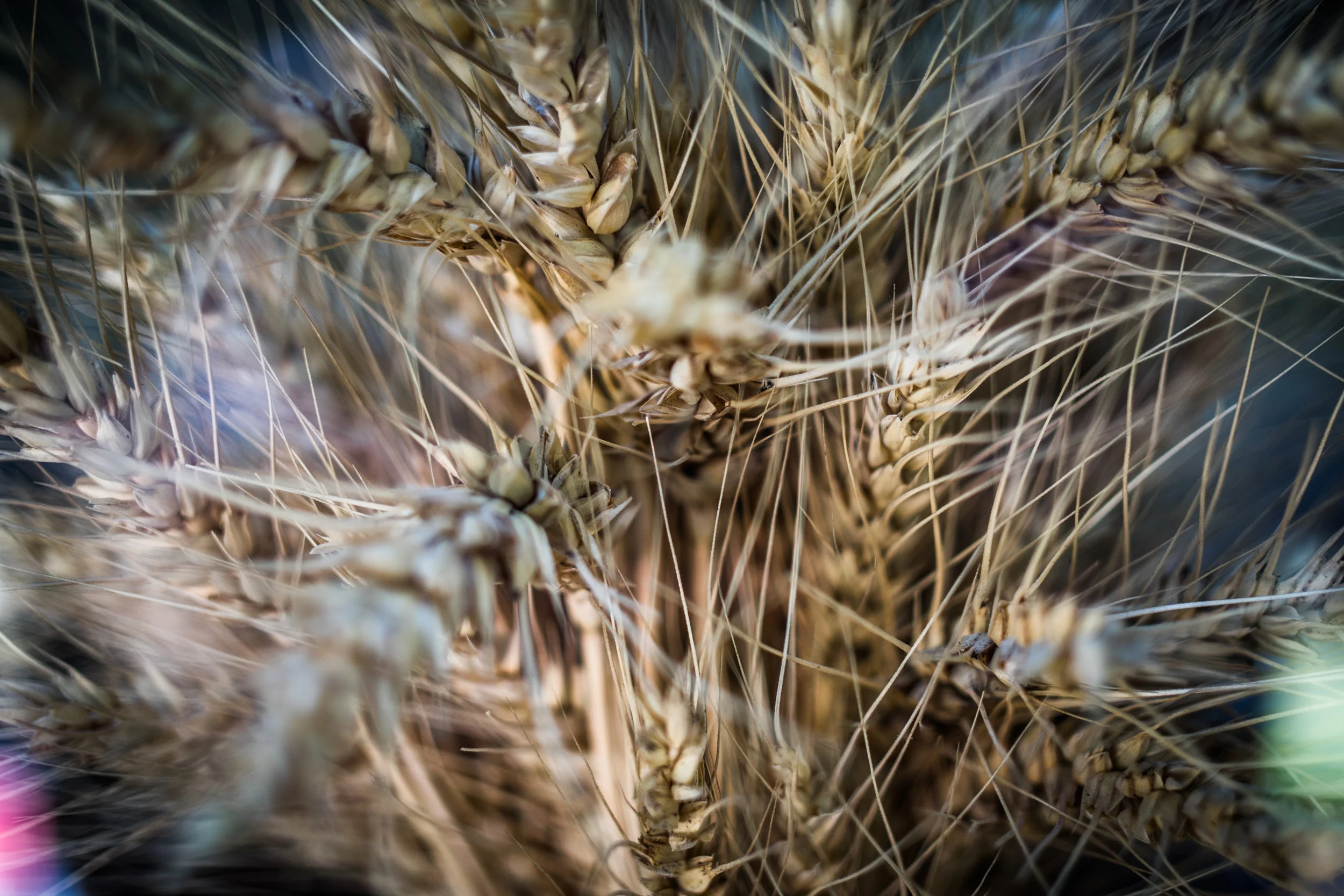 BDC Abstracts-51.jpg