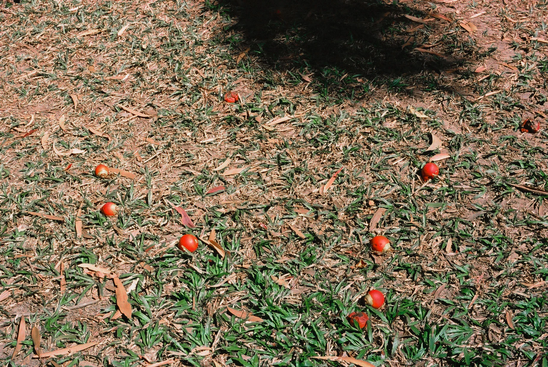 Nature Walk #2, Queensland