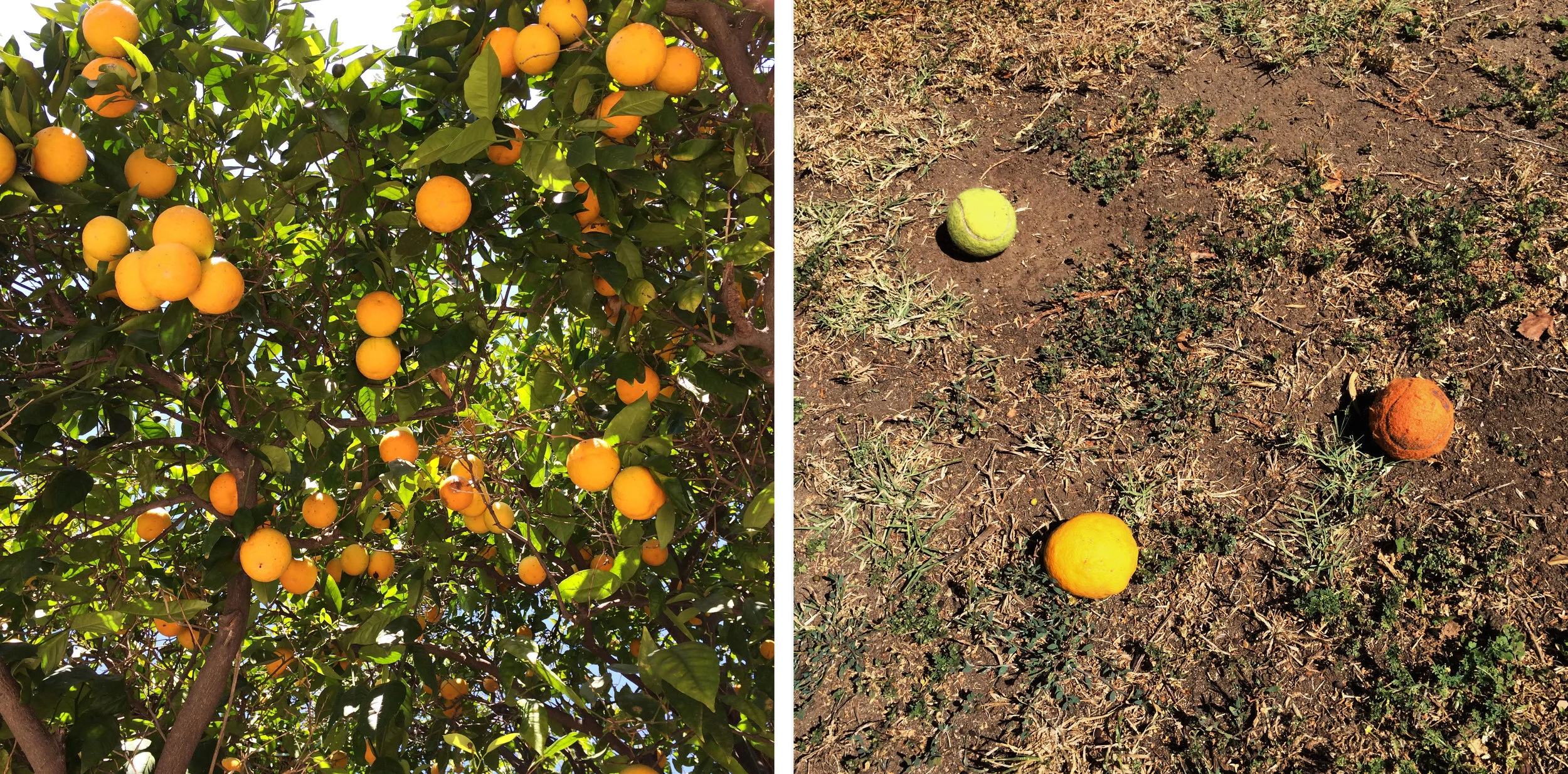 Oranges, Los Angeles (Part 1 &amp;&nbsp;Part 2)