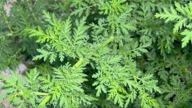 Qing Hao / Sweet Wormwood (Artemisia annua) organic