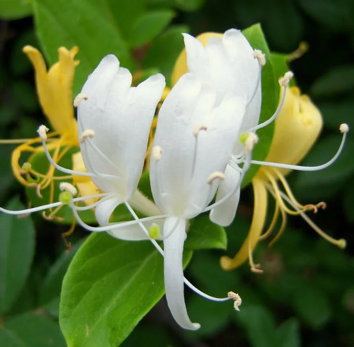 Jin Yin Hua (Lonicerae flos/Lonicera japonica)  ALCHEMICA BOTANICA