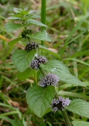 Jiao Yang Bo He  (American Wild Mint)