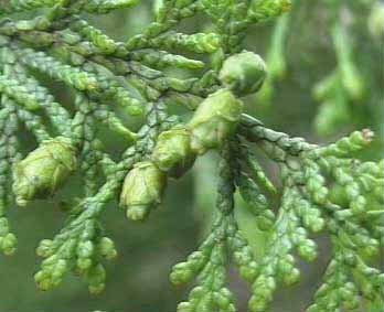 Ya Bai (Thuja sutchuenensis)  ALCHEMICA BOTANICA