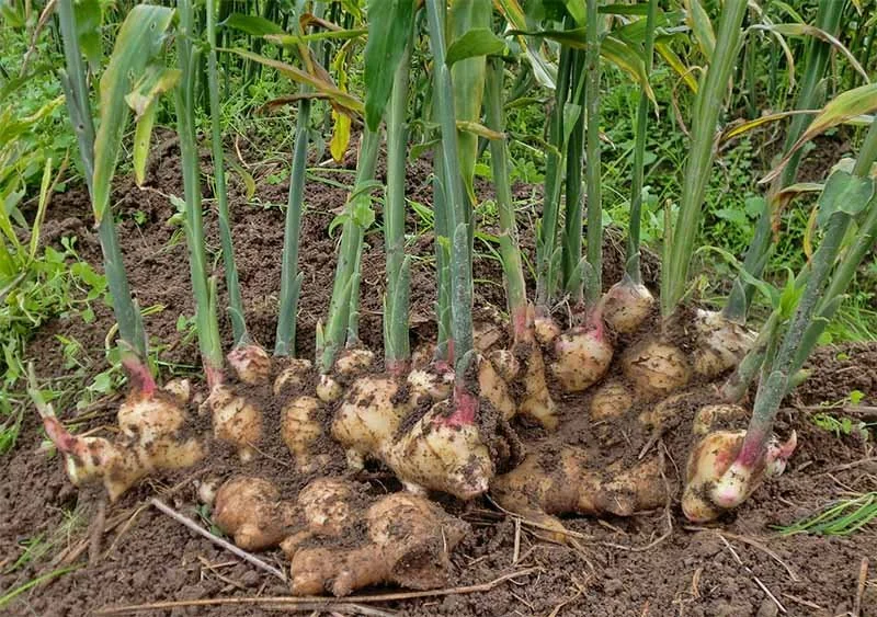Sheng Jiang  (Zingiberis Rhizoma)