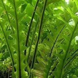 Gu Sui Bu (Drynariae Rhizoma)