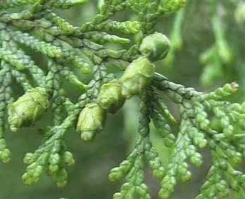 Thuja.jpg.webp