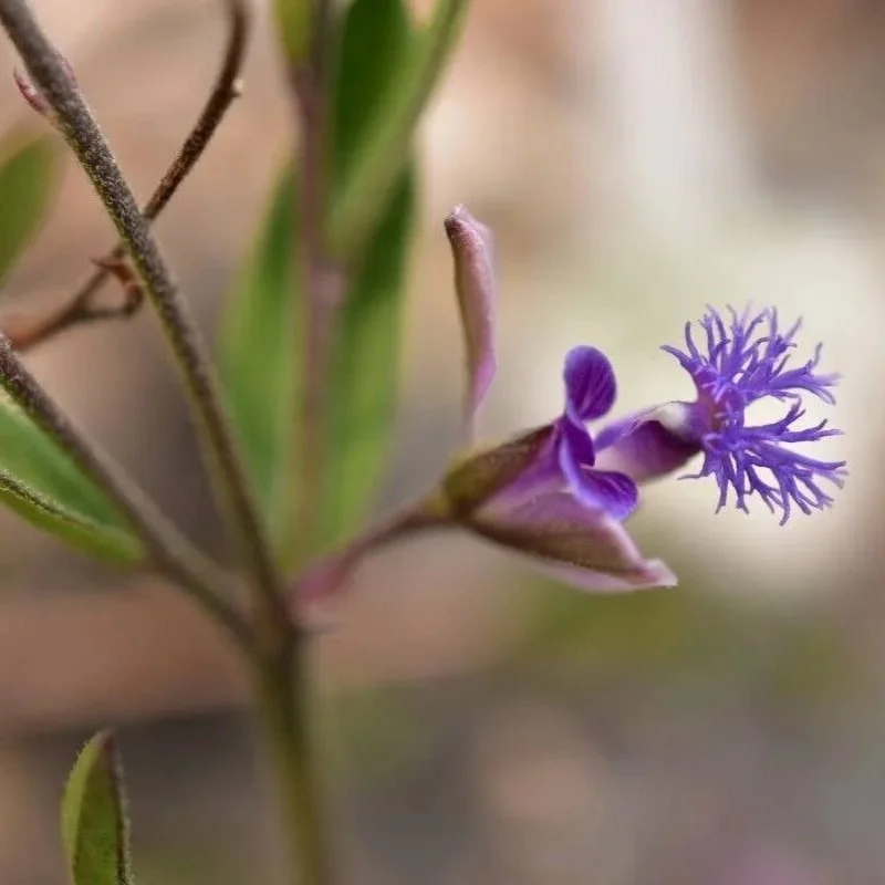 Yuan Zhi (Polygala tenuifolia Radix)